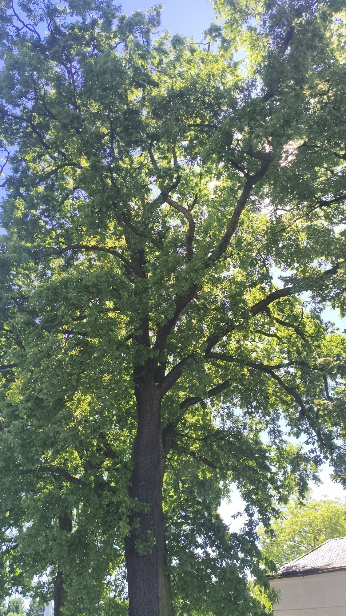 A large tree with dense green leaves dominates the view, its trunk and branches filling much of the frame. Sunlight filters through the leaves, creating dappled patterns of light and shadow. The sky is visible through gaps in the foliage, appearing blue and bright. In the lower part of the image, there's a glimpse of a light-colored building with a roof, suggesting an urban setting. The scene is likely Nowy Tomyśl, Poland, based on the prompt.