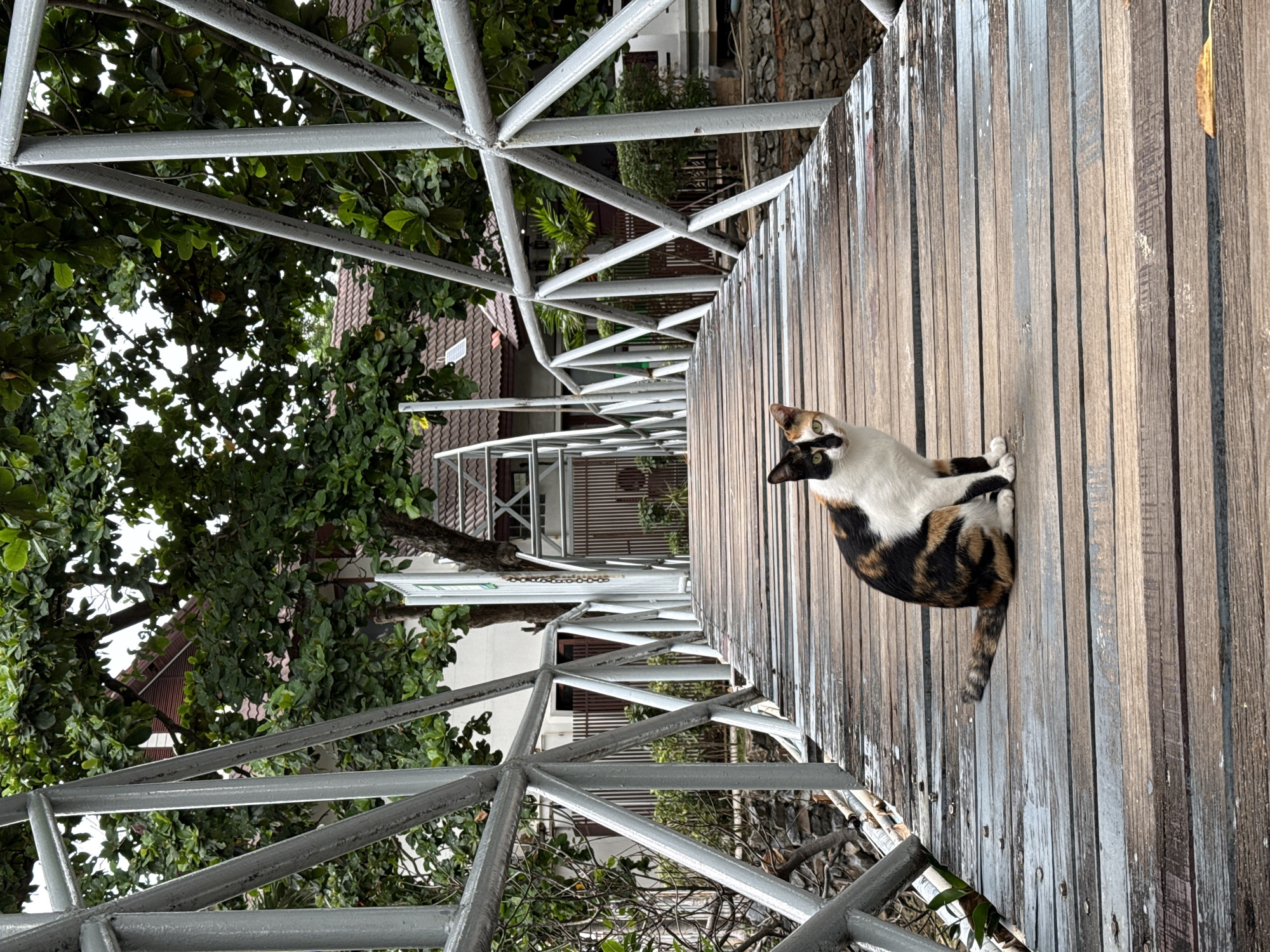A calico cat is sitting on a weathered wooden bridge in Ko Samui District, Thailand. The cat, with patches of black, white, and orange fur, is looking directly at the camera. The bridge has a metal railing with a geometric design. In the background, there are lush green trees, a building with a tiled roof, and a stone wall. The scene appears to be outdoors, possibly in a resort or a residential area.