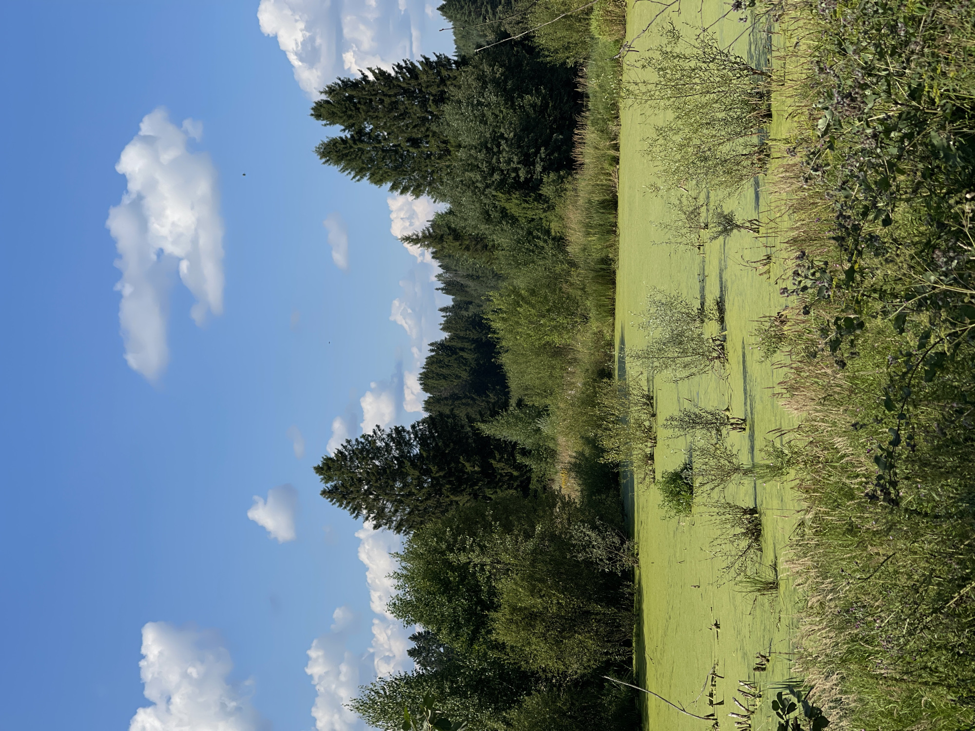 The image depicts a serene natural landscape, likely a bog or swamp, under a bright blue sky with scattered white clouds. The foreground is dominated by tall, lush green grass and some thorny bushes with dark purple seed heads. Behind this, a vibrant green, algae-covered body of water stretches into the midground. Several small, bushy green plants emerge from the water, and some dead, stick-like branches protrude from the surface. In the background, a dense forest of various trees, including tall evergreens, forms a natural wall. The overall impression is one of a tranquil, undeveloped natural area. While the specific location within Perevoznoe, Russia is not visually indicated, the scene suggests a rural or wilderness setting. There are no people or animals visible in the image.