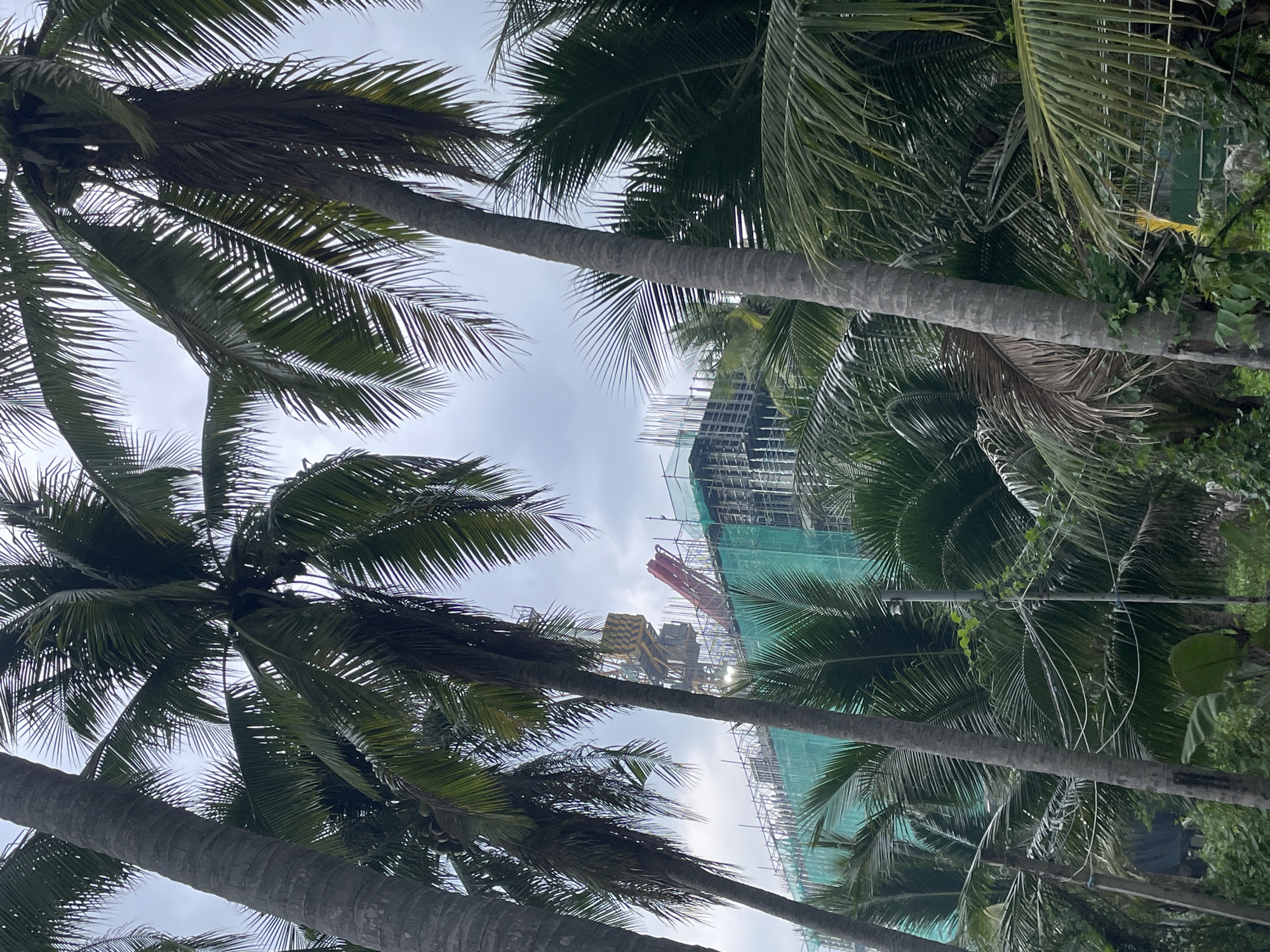 In Phu Thuy Ward, Vietnam, a large construction project is underway, partially obscured by lush palm trees. The building, a multi-story structure, is in its early stages of development, with visible scaffolding and a green netting covering its facade. A tall yellow crane with black and yellow striped sections stands prominently against the overcast sky, its arm extended over the construction site. A red mechanical arm, possibly part of another crane or construction equipment, is also visible. The foreground is dominated by the thick trunks and fronds of several mature palm trees, their leaves casting shadows. The scene suggests a tropical or subtropical environment, common in this region of Vietnam. The overall impression is one of ongoing development within a verdant landscape.