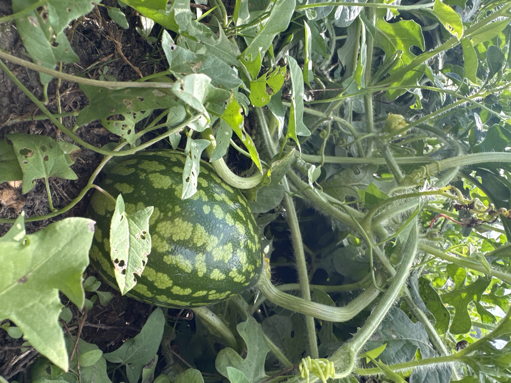 In the village of Soloneshnoye, Russia, a young watermelon rests on the ground amidst lush green foliage. The watermelon is dark green with lighter green mottled spots, and a curling vine is attached to its stem. Surrounding it, numerous large, green leaves with irregular holes are visible, along with thinner vines and some dry leaves on the dark soil. The scene is illuminated by natural sunlight, creating a bright, outdoor environment.