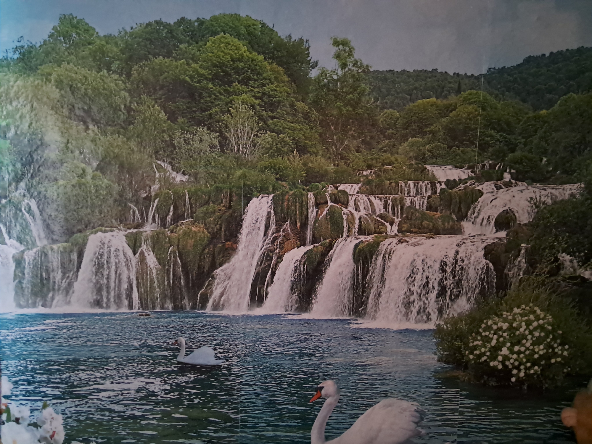 This media file is a photograph of a picturesque natural landscape featuring a multi-tiered waterfall cascading into a clear blue body of water. Lush green trees and dense foliage cover the hillsides surrounding the waterfall, creating a vibrant and serene atmosphere.
In the foreground of the water, two white swans are visible. One swan is swimming in the lower right portion of the image, with its head and neck elegantly curved, its orange beak clearly defined. Another swan is further to the left, appearing to be partially submerged or facing away from the viewer. A cluster of white flowers is also present in the lower left corner, adding a delicate touch to the scene.
The waterfall itself is the dominant feature, with numerous streams of water flowing over moss-covered rocks. The water spray creates a misty effect, and the overall impression is one of natural beauty and tranquility. The lighting suggests it could be daytime, with diffused light that doesn't cast harsh shadows. There are no visible people or text in the image. The scene evokes a sense of peace and natural wonder, likely a well-known natural attraction.