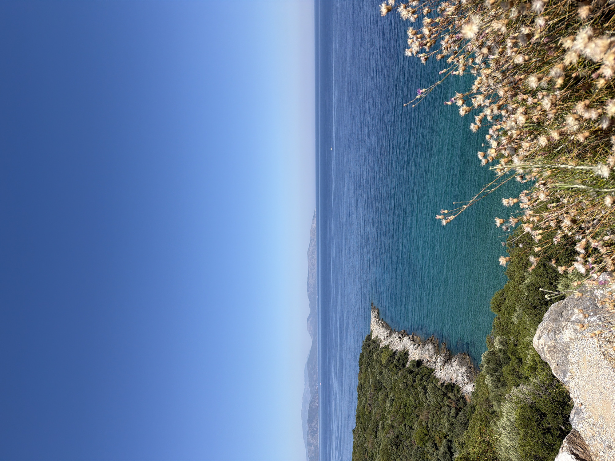 This is a vertical, high-angle shot of a serene coastal landscape under a clear, bright blue sky. In the foreground, a rocky outcrop is partially covered by dry, fluffy plants with light-colored seed heads, suggesting a late summer or early autumn season. A pathway or dirt trail is visible on the left side of the foreground.
The middle ground features a rugged, rocky coastline densely covered with lush green vegetation, predominantly trees and shrubs, characteristic of Mediterranean flora. This verdant stretch curves gently into the sea. The water is a stunning gradient of blues, transitioning from a transparent, turquoise hue near the shore to a deep sapphire further out. The clarity of the water allows for a glimpse of the rocky seabed beneath.
The background is dominated by the expansive, calm sea, meeting a distant, hazy mountain range that stretches across the horizon. The mountains appear undulating and are colored in muted shades of blue and grey, indicating their distance. A tiny white boat is visible in the far distance on the sea, emphasizing the vastness of the water. The overall impression is one of natural beauty and tranquility. The scene is likely located in or near Kuşadası, Turkey, a coastal city known for its beautiful beaches and natural scenery.