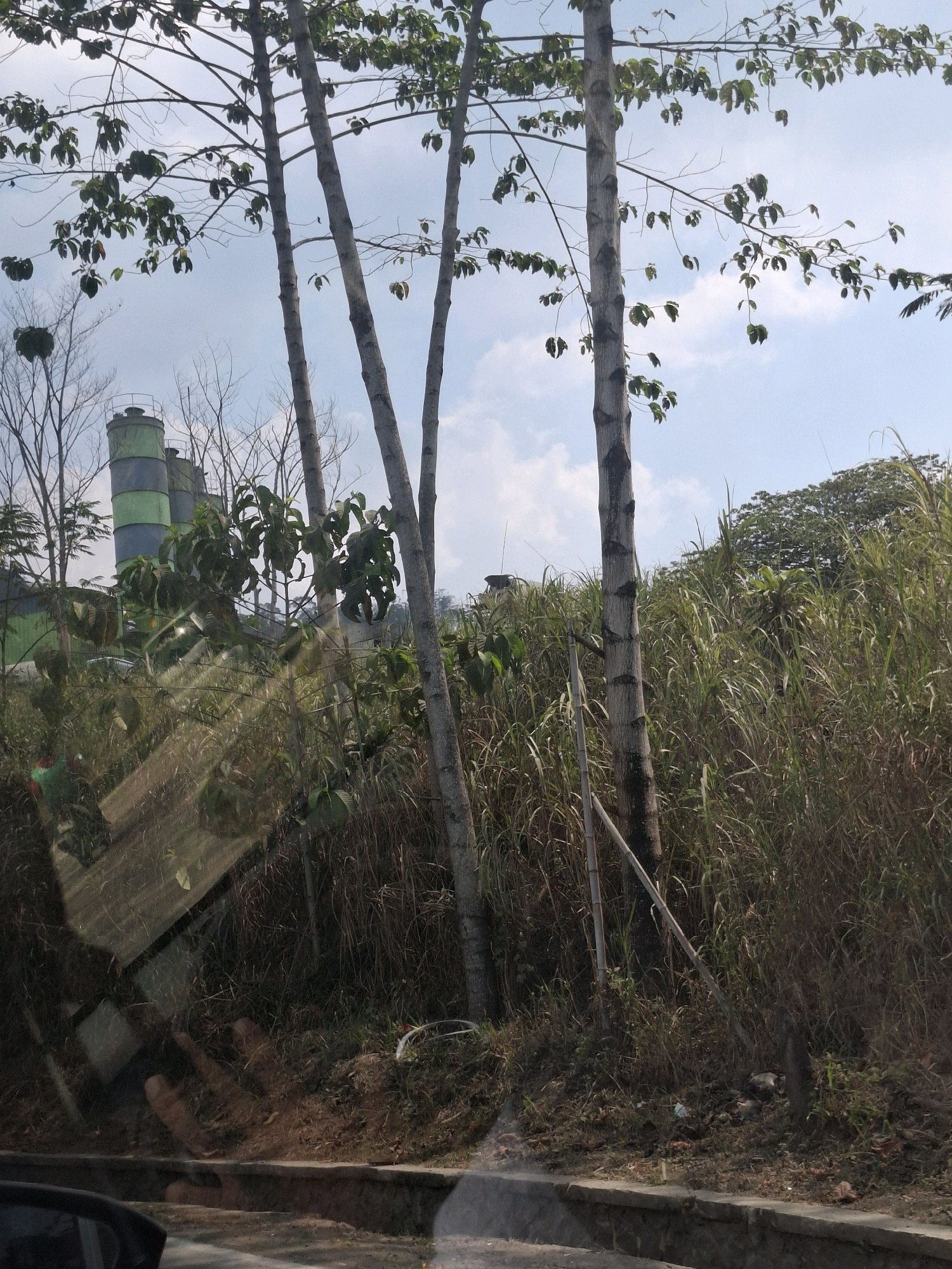 In Cijangkar, Indonesia, a sun-drenched outdoor scene unfolds under a pale blue sky with scattered clouds. Tall trees with slender trunks and sparse green leaves dominate the foreground, their branches reaching towards the sky. To the left, industrial silos, painted in shades of green and gray, rise above the vegetation, hinting at nearby industrial activity. The ground is covered in dry grass, fallen leaves, and scattered debris, with a few small plants pushing through the dry earth. A reflective surface, possibly a car window, overlays parts of the image, showing distorted reflections of the surrounding environment and a hint of the viewer's perspective. In the distance, a dense wall of tall, dry grass stretches across the landscape, interspersed with glimpses of green foliage and other trees. The overall impression is one of a semi-developed area where nature and industry coexist under the bright Indonesian sun.