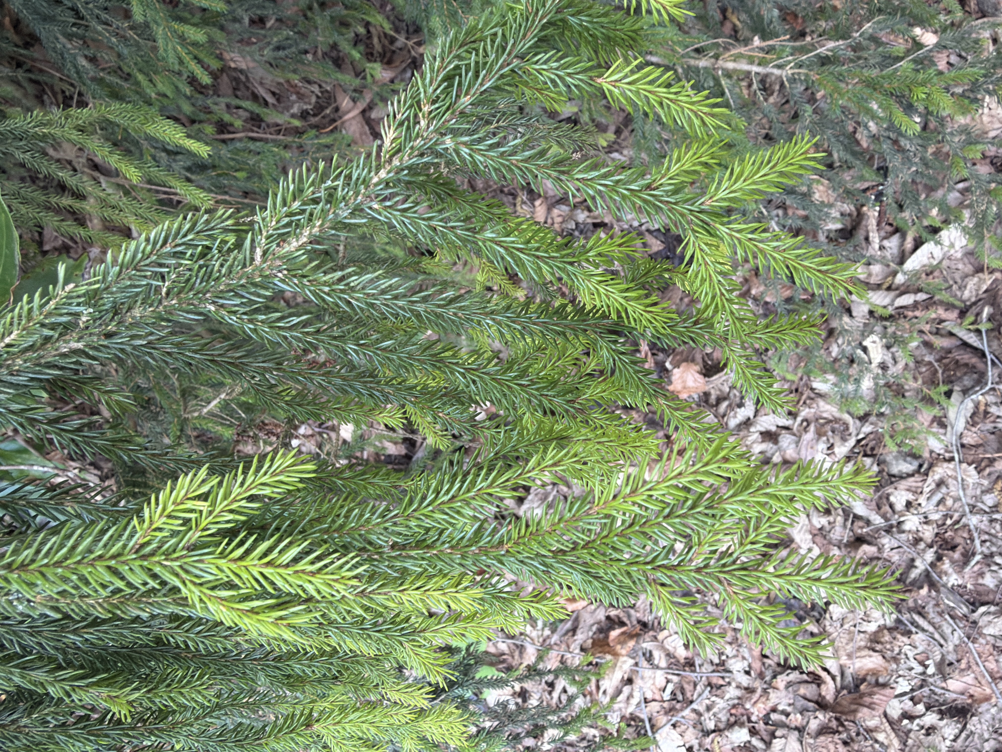 The image shows evergreen tree branches lying on a bed of fallen leaves and twigs. The branches have a distinct, needle-like foliage. Some branches are a lighter, fresher green, while others are a darker green. The location is Vakhani, Georgia.