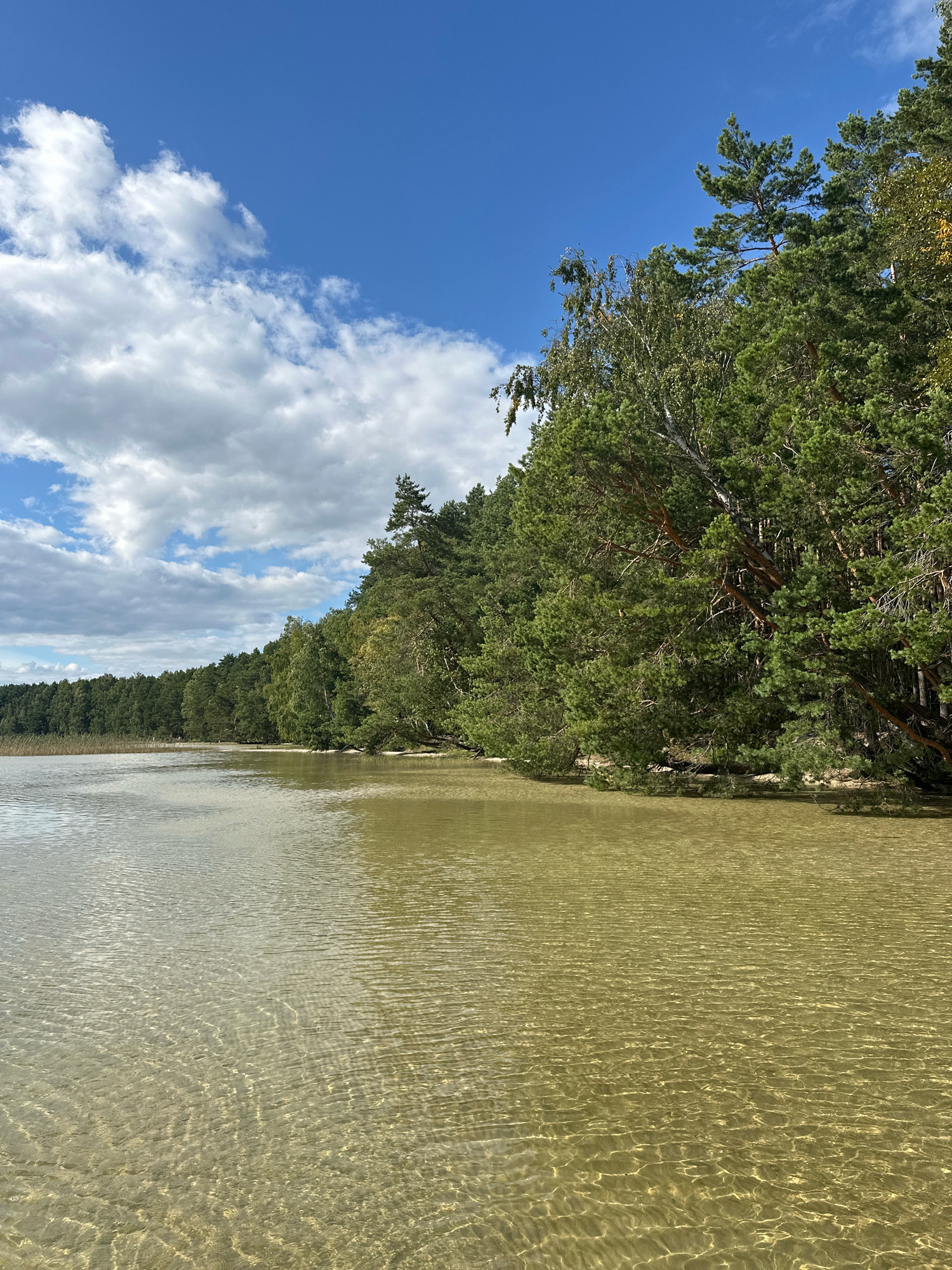 This is a photograph of a serene lakefront in the Мядзельскі сельскі Савет, Belarus. The scene is dominated by the natural beauty of a calm, shallow lake with clear, sandy bottom visible through the shimmering water. On the right side of the image, a dense forest line stretches along the shore, with tall pine trees and other deciduous trees forming a vibrant green wall against the blue sky. The water's surface is gently rippled, reflecting the light and creating a tranquil atmosphere. The sky is a clear, bright blue with scattered white cumulus clouds. There are no people or man-made structures immediately visible in the frame, emphasizing the untouched, natural character of the location. The overall impression is one of peace and natural splendor.