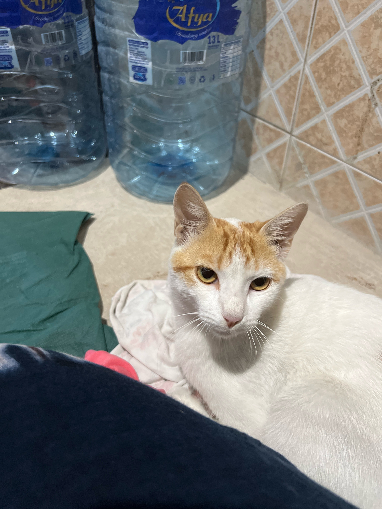 A domestic cat with white fur and orange markings on its head is lying on fabric. The cat has yellow eyes and is looking forward. Behind the cat are two large blue plastic water bottles and a tiled wall. The floor is a light beige color. The scene appears to be indoors, possibly in a residential setting in Dar es Salaam, Tanzania.