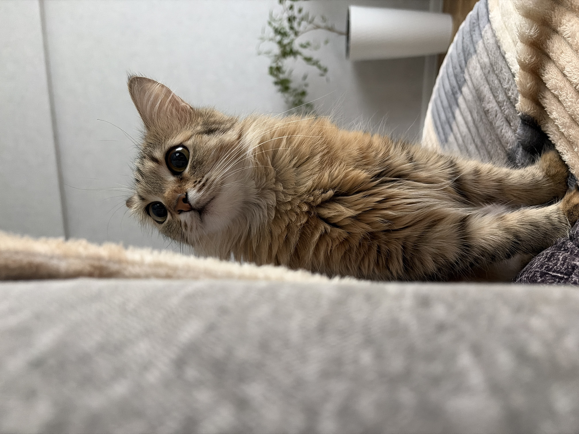 A tan and brown long-haired cat lies on a gray textured couch. The cat is positioned on its side, looking at the camera. Its eyes are brown and round. The cat's fur is thick and fluffy. Behind the cat is a textured blanket in shades of beige, white, and gray. In the background, there is a white wall, a white cylindrical object, and a green plant. The image appears to be taken indoors, and the location is not readily identifiable as Chaikovsky, Russia from the visual information provided.