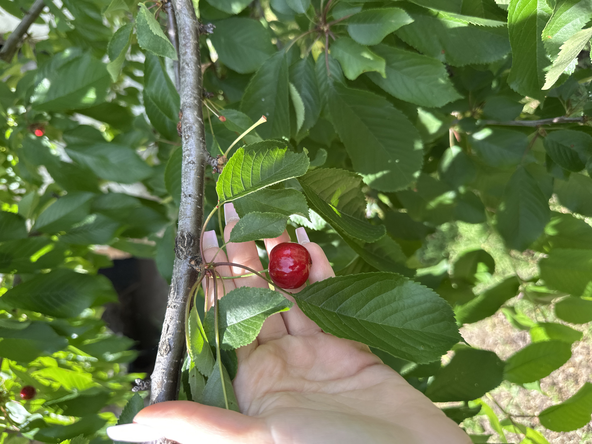 A hand with long, manicured nails is reaching for a single, ripe, red cherry still attached to a cherry tree branch. The branch has green leaves attached to it. The background is filled with more green foliage and hints of other branches. The location is not discernible from the image; it is not possible to confirm this is the city of Lehchevo, Bulgaria.