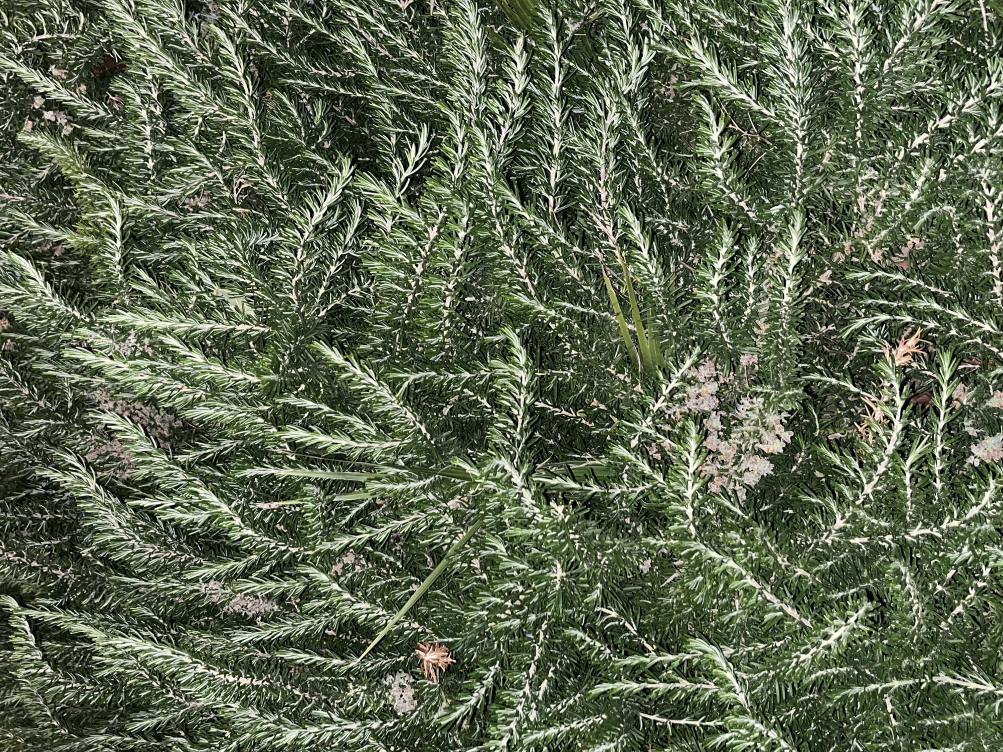 A close-up, overhead view captures the dense foliage of a green plant, likely a shrub, characterized by numerous narrow, needle-like leaves. The plant's leaves display a distinctive two-toned appearance, with a darker green hue on their upper surfaces and a lighter, almost silvery-green or whitish underside, creating a variegated texture across the entire frame. This coloration is typical of plants like rosemary or certain conifer species.
The leaves are tightly packed, forming an intricate, matted pattern that fills the image. Scattered throughout the dense greenery are small, light-colored specks, which appear to be dust, sand, or fine dried plant particles. In the lower central portion of the original image, a small, dried, spiky botanical object, possibly a seed pod or part of a dried flower, is visible. A few longer, slender blades of a different plant, possibly grass, are also subtly intertwined within the main foliage.
The lighting suggests natural daylight, illuminating the plant's textures and colors evenly without casting prominent shadows. The plant appears healthy and vibrant. The scene is a static depiction of natural plant life, devoid of human activity or visible text. Given the location context of Tel-Aviv, Israel, the plant species is well-suited to a Mediterranean climate.