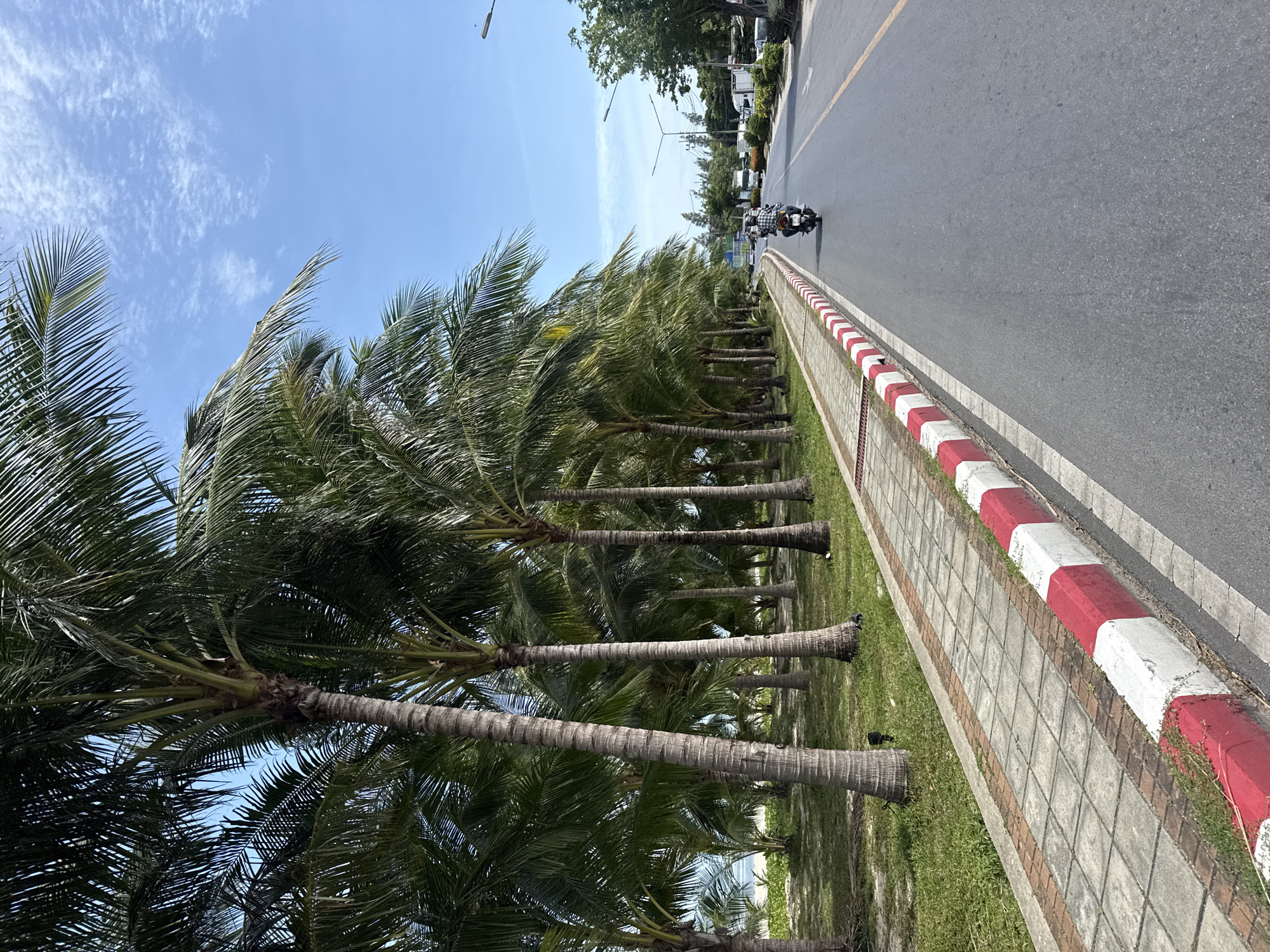 The image depicts a road running parallel to a sidewalk lined with palm trees. The road is asphalt with a yellow dividing line and a white outer line. A motorcycle with a rider is traveling away from the camera on the right side of the road. The sidewalk is paved with square tiles and has a red and white curb. The palm trees are tall and lush, with their fronds extending over the sidewalk and into the road in some places. Beyond the palm trees, a beach and the ocean are visible. The sky is blue with scattered white clouds. The scene appears to be located in a tropical coastal area, possibly in the Ko Samui District of Thailand, given the presence of palm trees and the beach. The lighting suggests it is daytime, likely late morning or early afternoon.