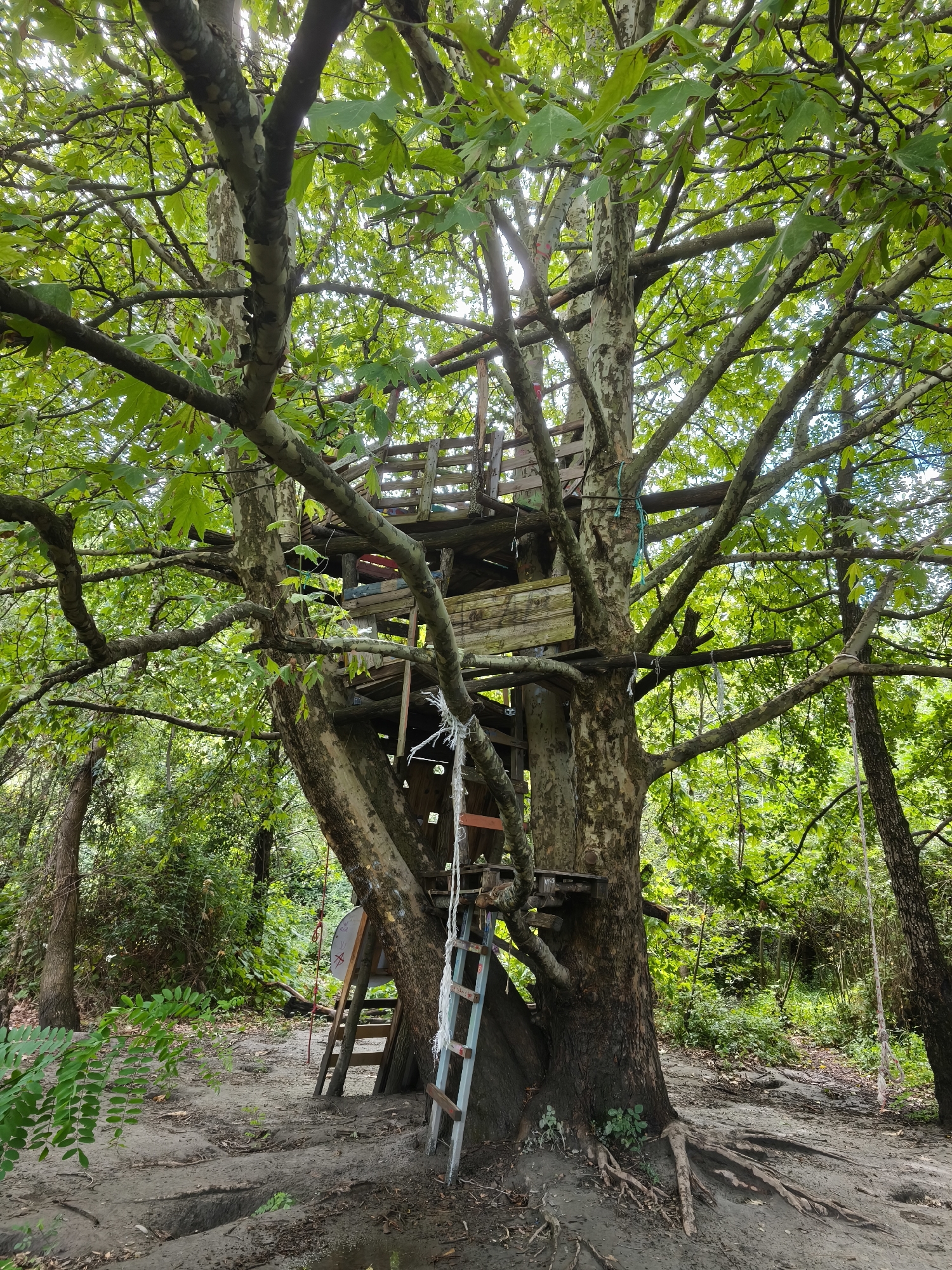 In the city of Fontaine, France, a large treehouse is nestled within the branches of a mature sycamore tree. The treehouse is constructed from wooden planks and pallets, with multiple levels and platforms. A blue and wooden ladder leans against the trunk, providing access to the lower section of the structure, while a rope ladder hangs from a higher platform. A swing made of rope and a circular wooden seat is suspended from a neighboring tree to the right. The ground beneath the treehouse is a mixture of soil and fallen leaves. The surrounding environment is a dense forest with lush green foliage, suggesting a natural or park-like setting. Sunlight filters through the leaves, casting dappled shadows on the scene. There are no people visible in the image.