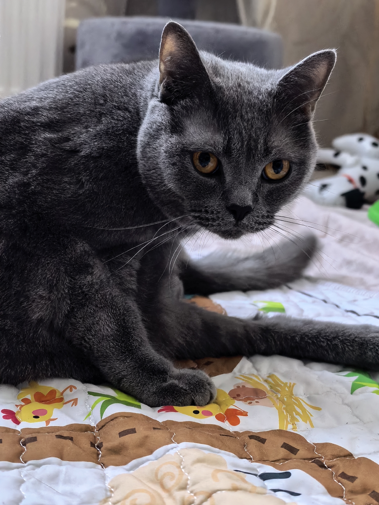 A gray cat with yellow eyes is sitting on a patterned blanket. The blanket features cartoon-like images of chickens, lions, and greenery. The cat's posture suggests it might be grooming itself. In the background, a blurred gray cat tree and stuffed toy are visible. The location is Unknown, Unknown.