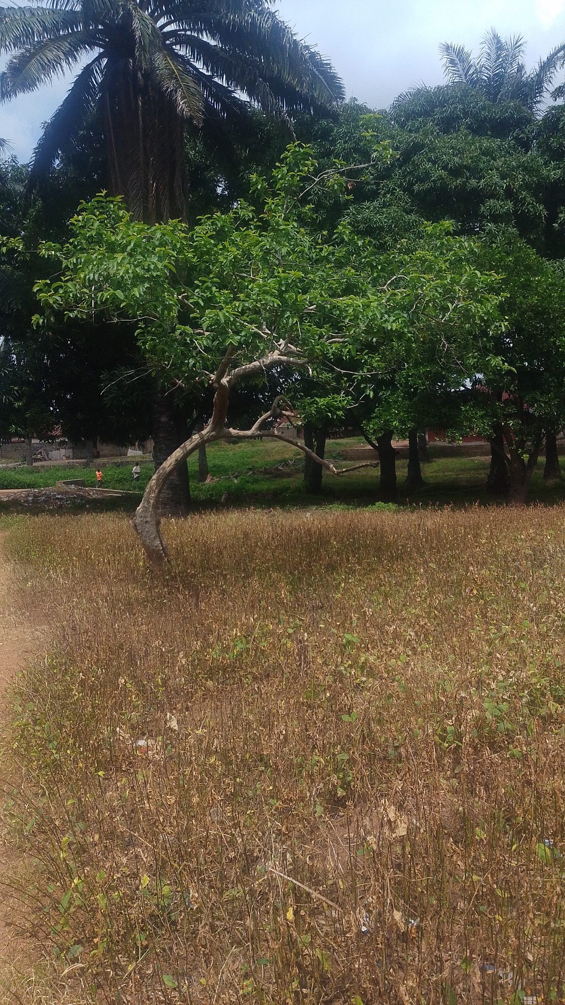 A full outdoor, vertical, eye-level shot shows a dry, brown field of dead plants in the foreground. The field is dense with thin, brittle stalks. A lone, curved tree with green leaves and a twisted trunk is situated in the middle ground, towards the left side of the image, its trunk leaning sharply to the right. Behind the tree, a line of mature trees with full, green canopies stretches across the mid-ground. In the background, to the far left, a large palm tree dominates the scene with its characteristic fronds. A low, stone-like wall runs horizontally behind the field, and a few scattered, simple buildings with red roofs are visible beyond the wall. Two people, appearing as small figures, are present near the wall in the background, one wearing an orange shirt. The sky above is overcast and pale. The location is a rural area in the city of Donga, Nigeria.