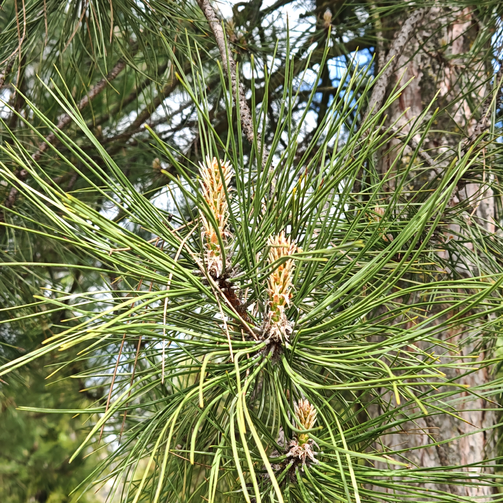 The image shows a close-up of pine needles on a tree branch. There are several emerging pine cones visible among the needles. The needles are long, slender, and green, growing in clusters. The cones are small and have a light brown color with some white detail, appearing newly formed. The background is blurred, suggesting a natural environment with other trees and foliage. The location in the city of Taganrog, Russia, is not evident within the frame itself, and this location has been assumed.