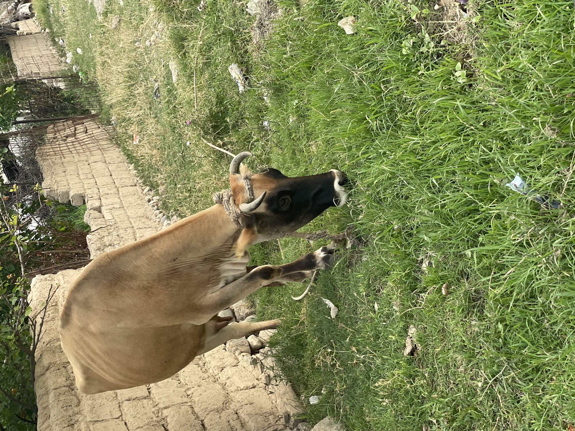 A cow with tan fur and a dark brown face is lying down on a patchy dirt and grass area. The cow is facing to the right, with its head turned towards the viewer. Its eyes are open and it appears to be resting. A rope is tied around its neck. Behind the cow, there is a low wall made of mud bricks and some green vegetation. Further back, there is a fence and more overgrown grass. The ground is uneven with some scattered debris. The scene is outdoors, likely in a rural or semi-rural setting, given the presence of the cow and the unpaved ground. The lighting suggests it is daytime, possibly late morning or early afternoon, with moderate sunlight. There is no visible text in the image. The overall impression is one of a common, everyday scene of livestock in a non-urban environment.