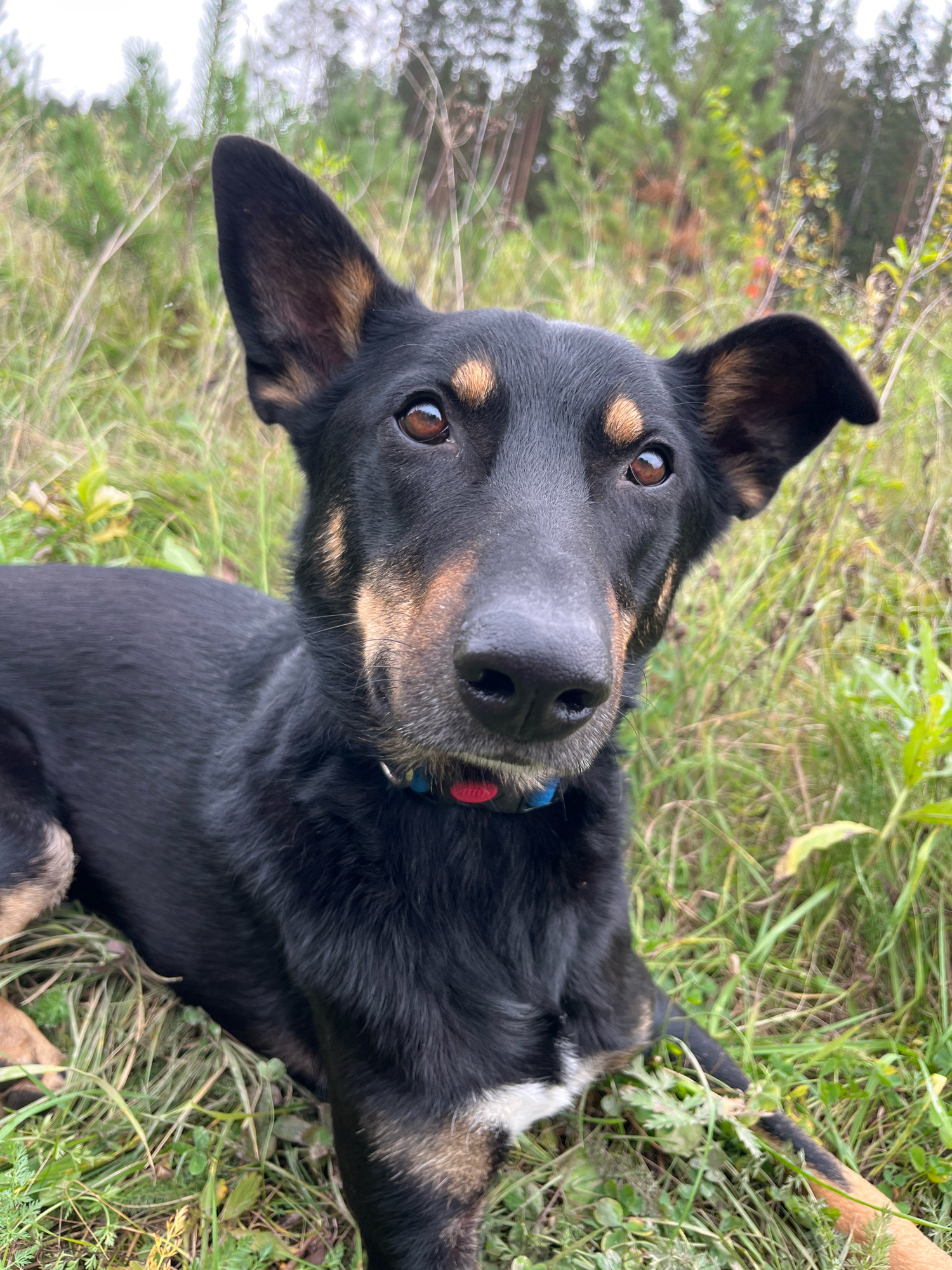 A medium shot captures a black and tan dog lying in green grass, looking towards the camera. The dog has large, alert ears, with the right ear angled forward. Its eyes are dark brown, and its nose is black. A blue and red collar is visible around its neck. The background consists of a blur of green foliage and trees, suggesting an outdoor setting. The lighting indicates it is daytime. There are no people or buildings visible. The location is not discernible from the image.