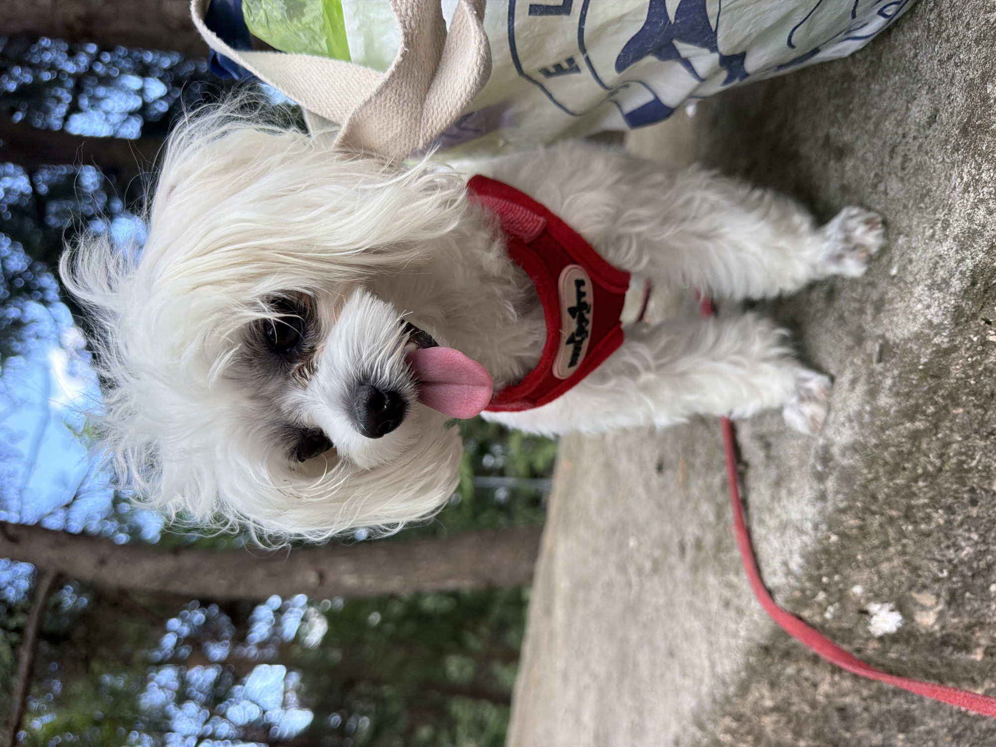 A white, fluffy dog with a red harness sits on a concrete surface. The dog's tongue is hanging out. A red leash is visible on the left side of the image, and a bag is on the right. The background consists of trees and a blue sky with some clouds. The scene appears to be outdoors, possibly in a park or wooded area. The location is the city of Partenit, Ukraine.