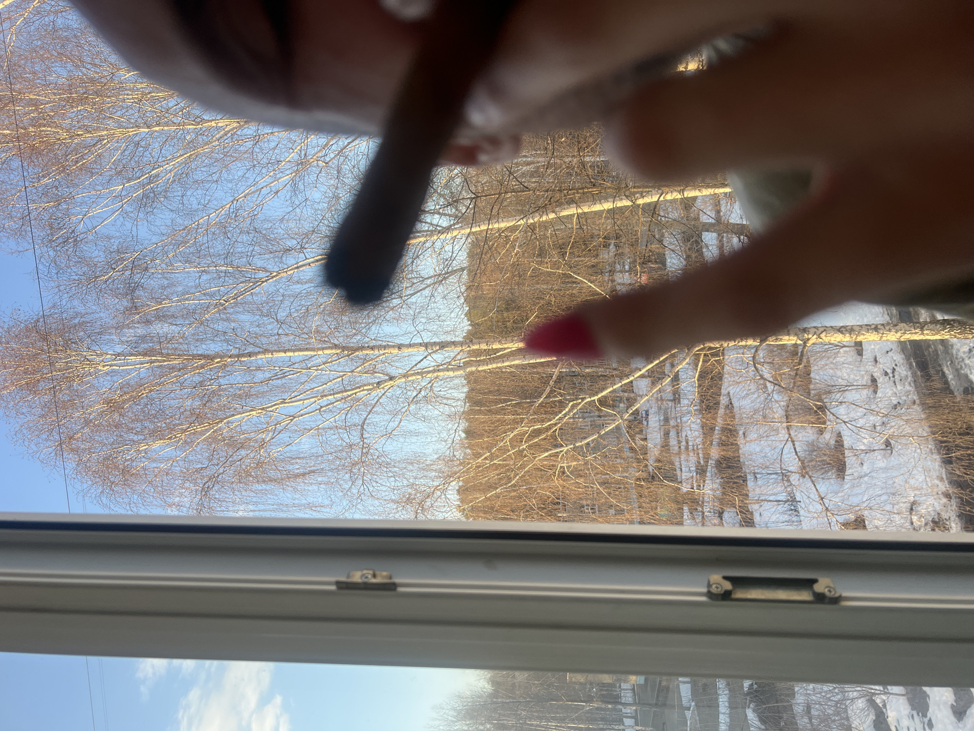 The image is an indoor shot taken from behind a window. The window frame is visible at the bottom of the frame. The outside scenery includes bare deciduous trees with white trunks, a building in the background, and patches of snow on the ground. A hand with a red nail is visible towards the right of the frame. A dark object, potentially a stick or cigarette, is held between fingers in the foreground. The location is likely Chaikovsky, Russia, based on the information provided. The image conveys a winter or early spring scene with natural elements and human presence.