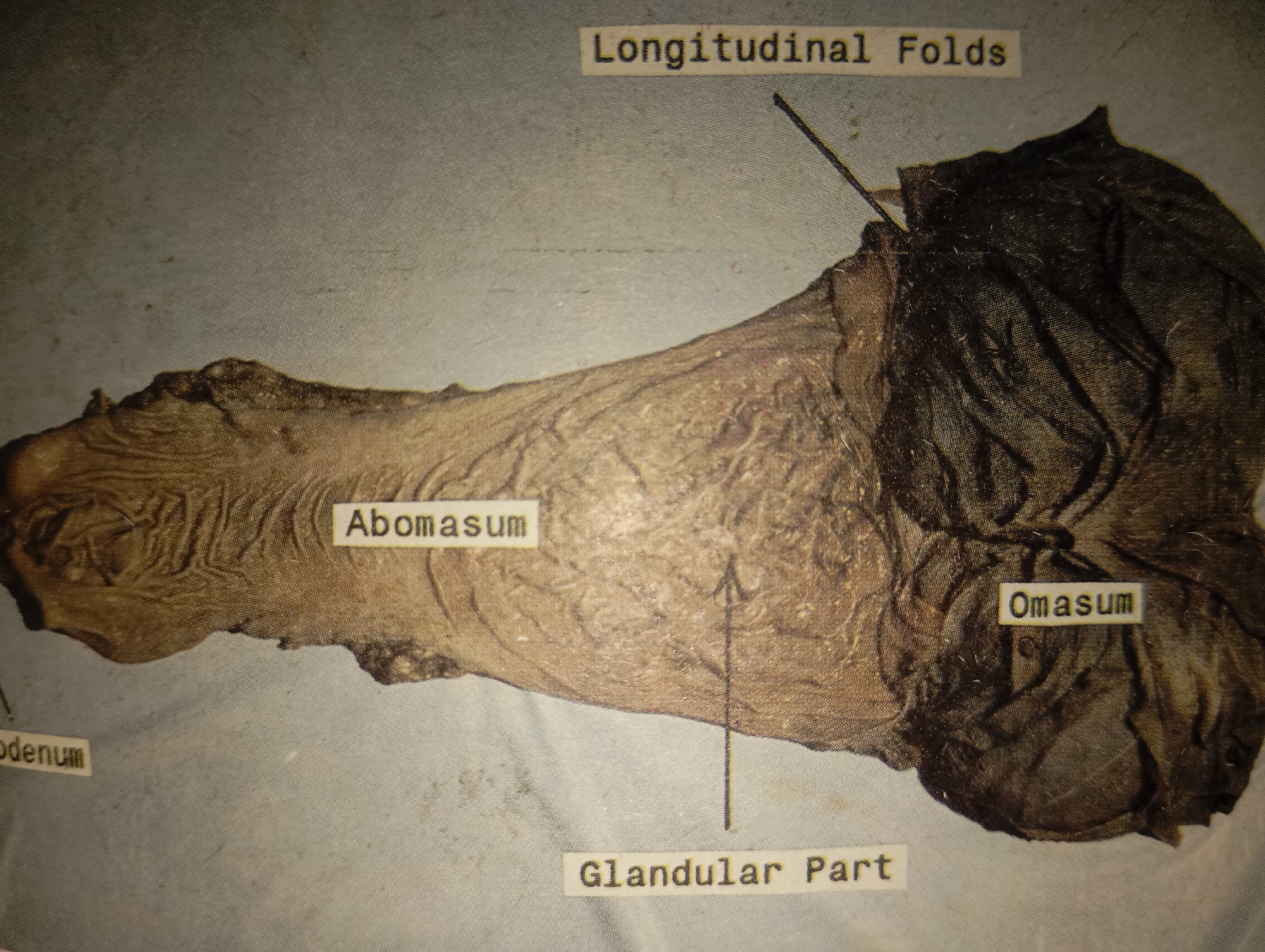 The image displays a specimen of a ruminant stomach, specifically showing the abomasum and omasum. The abomasum is the glandular part of the stomach and is labeled with text that reads "Abomasum" and "Glandular Part". It exhibits longitudinal folds. The omasum, also labeled, appears as a darker, more folded section of the organ. There is a label indicating "Longitudinal Folds" pointing to a section of the abomasum. Another label, "Duodenum", is partially visible on the left side of the image. The specimen is laid out on a textured, light-colored surface, likely a laboratory setting. There is no indication of the city of Mansehra, Pakistan, or any forensic details related to a crime scene. The image is purely anatomical.