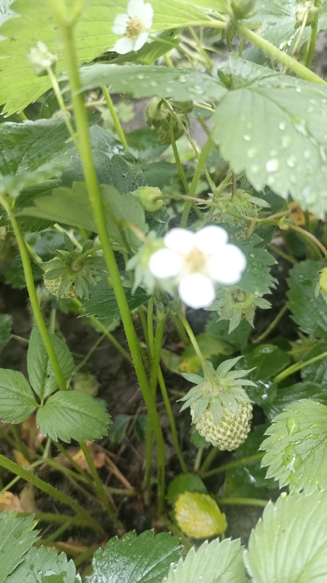 The image depicts a close-up view of a strawberry plant. The plant has green leaves with serrated edges, some with water droplets on them. There are white flowers with yellow centers. Several immature green strawberries are also visible, some partially hidden by the leaves. The background is blurred and mostly indistinct, showing soil. The environment seems to be outside. The location is Muzga, Bulgaria.