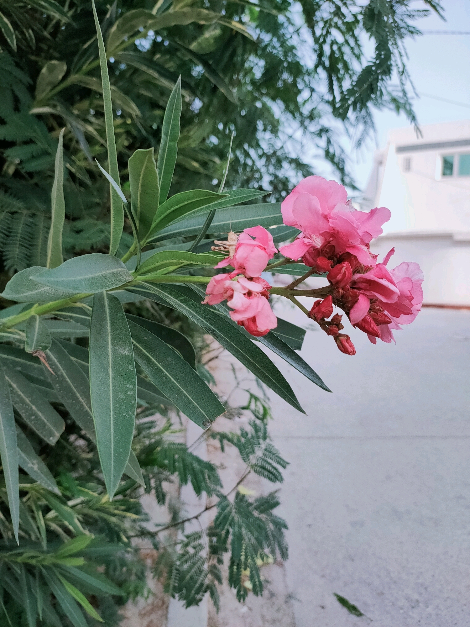 A close-up, eye-level shot captures a cluster of bright pink oleander flowers in bloom, with their delicate petals unfurled and several buds yet to open. The flowers are attached to a branch with long, slender, dark green leaves, some of which are coated with a fine layer of dust. In the background, out of focus, is a blur of more green foliage and what appears to be a building with white walls and windows. To the right of the flowers, a light gray, textured surface, likely a pavement or road, extends into the distance. The lighting suggests it is daytime, with a bright sky visible through the leaves. The scene is set in a natural or garden environment, possibly in a residential or public area of Unknown, Tunisia, given the presence of the building and paved ground.