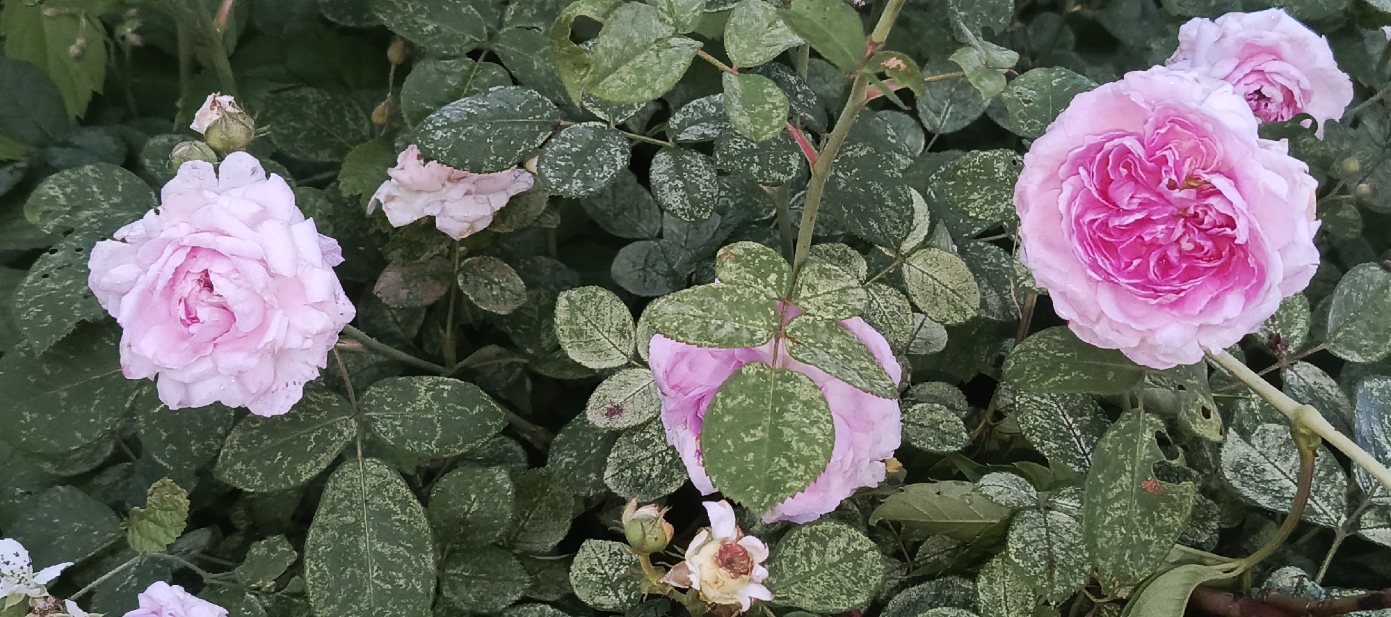 In the city of Merchalovo SNT, Russia, this close-up, horizontal, eye-level, outdoor photograph showcases a cluster of pink roses amongst dark green foliage. The roses, varying in bloom stage from tightly budded to fully open, display delicate, layered petals. The foliage is dense and textured, with some leaves exhibiting a variegated pattern of light green or white mottling. The lighting is soft, suggesting an overcast or shaded environment, and the overall atmosphere is one of natural botanical beauty.