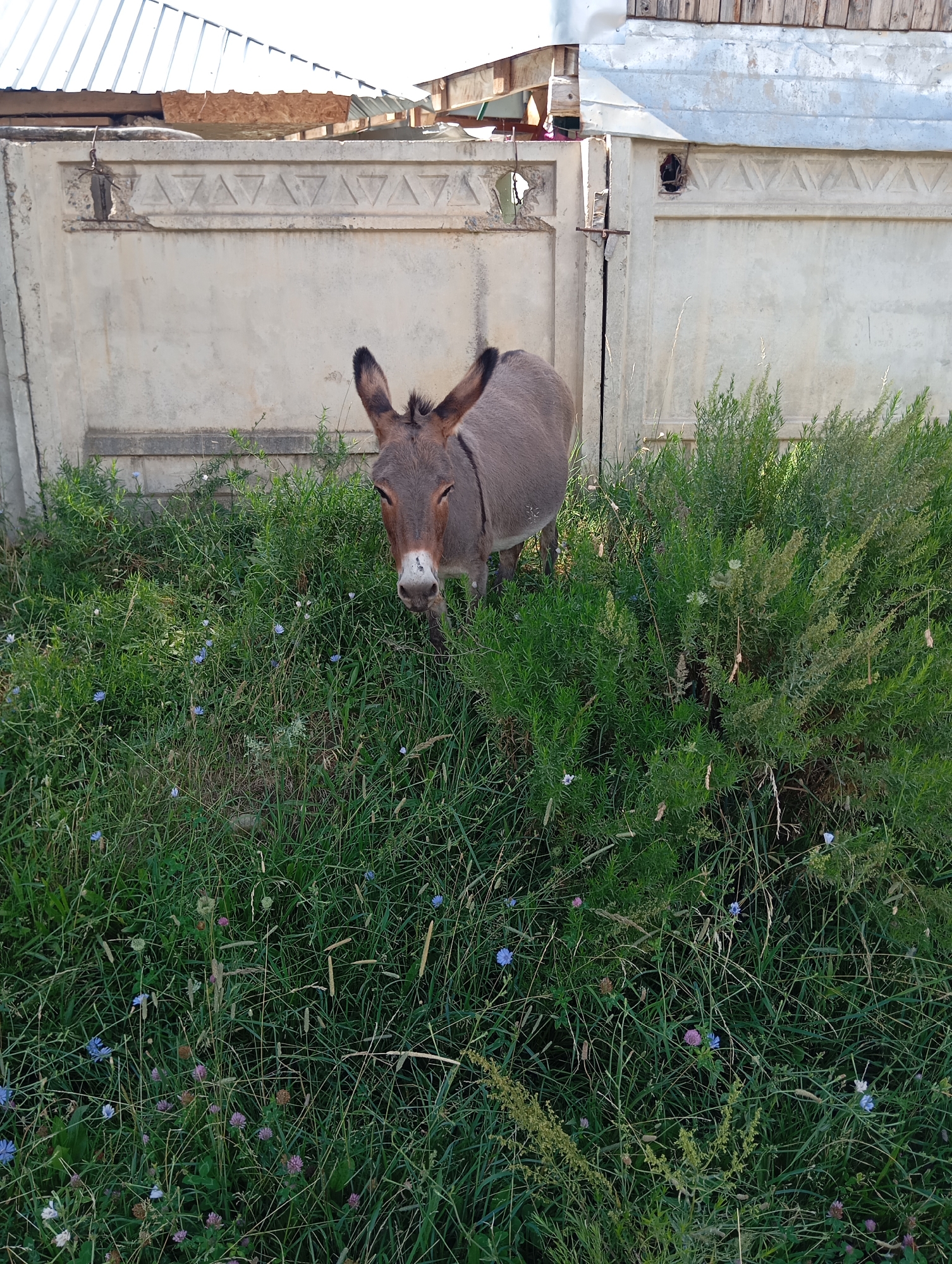 A medium shot captures a donkey partially obscured by tall green grass and foliage, standing in front of a light-colored concrete fence. The donkey, facing the camera, has its ears perked and its head tilted slightly. Its fur is a muted brown, and it has a white marking on its muzzle. The fence, which runs horizontally across the middle of the image, features a decorative triangular pattern along its top edge and appears weathered. Beyond the fence, a tin roof and wooden structures are visible under a bright sky, suggesting a rural or semi-rural setting. The foreground is dominated by lush green grass interspersed with small blue and pink wildflowers. The overall scene is consistent with a location in Cholpon-Ata, Kyrgyzstan, characterized by its proximity to nature and rural architecture.