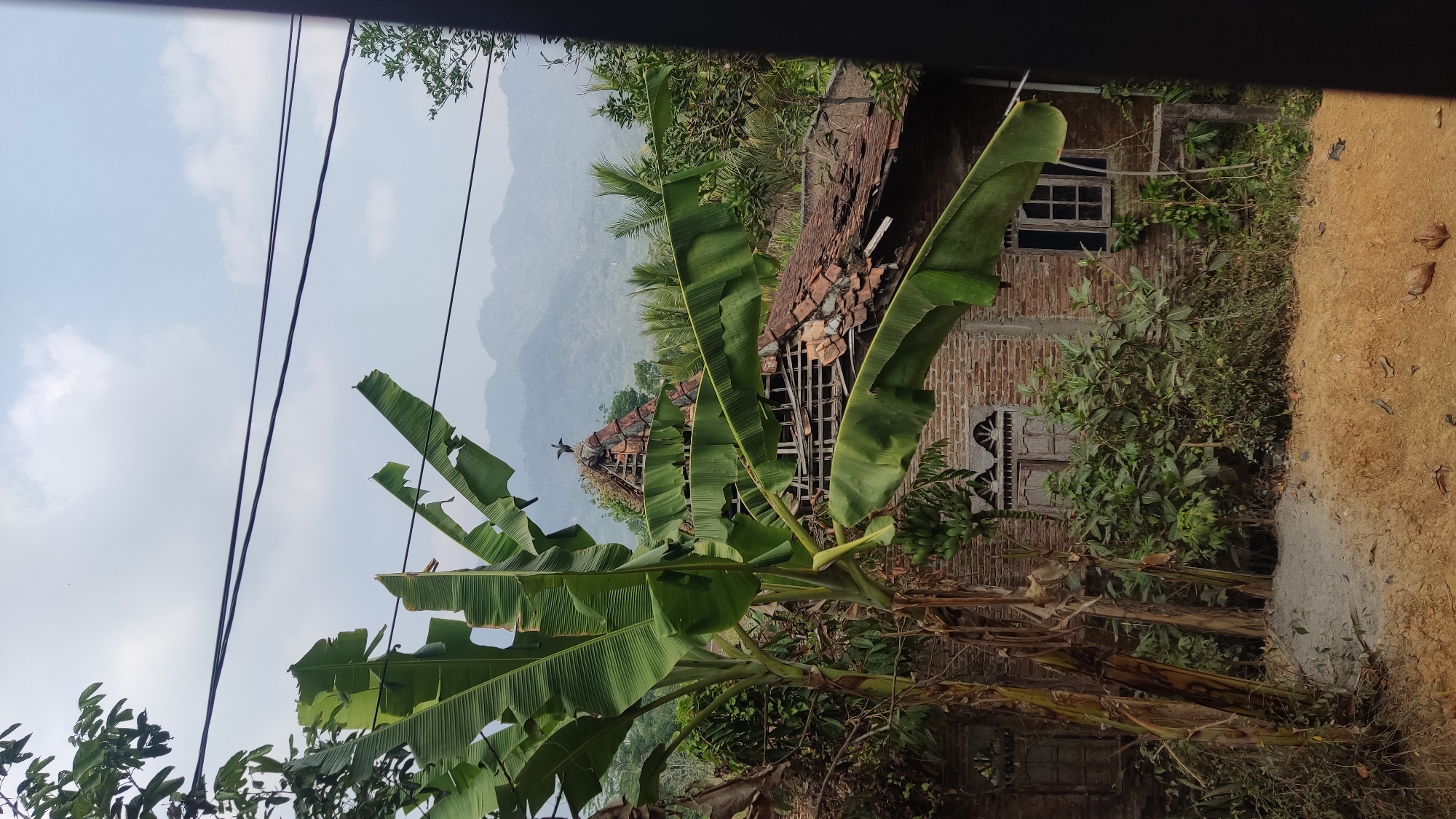 The image depicts an outdoor scene in Ngadiharjo, Indonesia, dominated by a large banana tree with broad leaves in the foreground. Behind the tree, a damaged brick house is visible, with its tiled roof in disrepair, exposing wooden beams. Two birds are perched on the highest point of the damaged roof. In the background, rolling hills recede into a hazy sky. The ground in front of the house is covered with dry earth and some scattered debris, possibly coconut shells. Overhead power lines traverse the upper portion of the frame. The overall impression is one of rural decay and natural overgrowth.