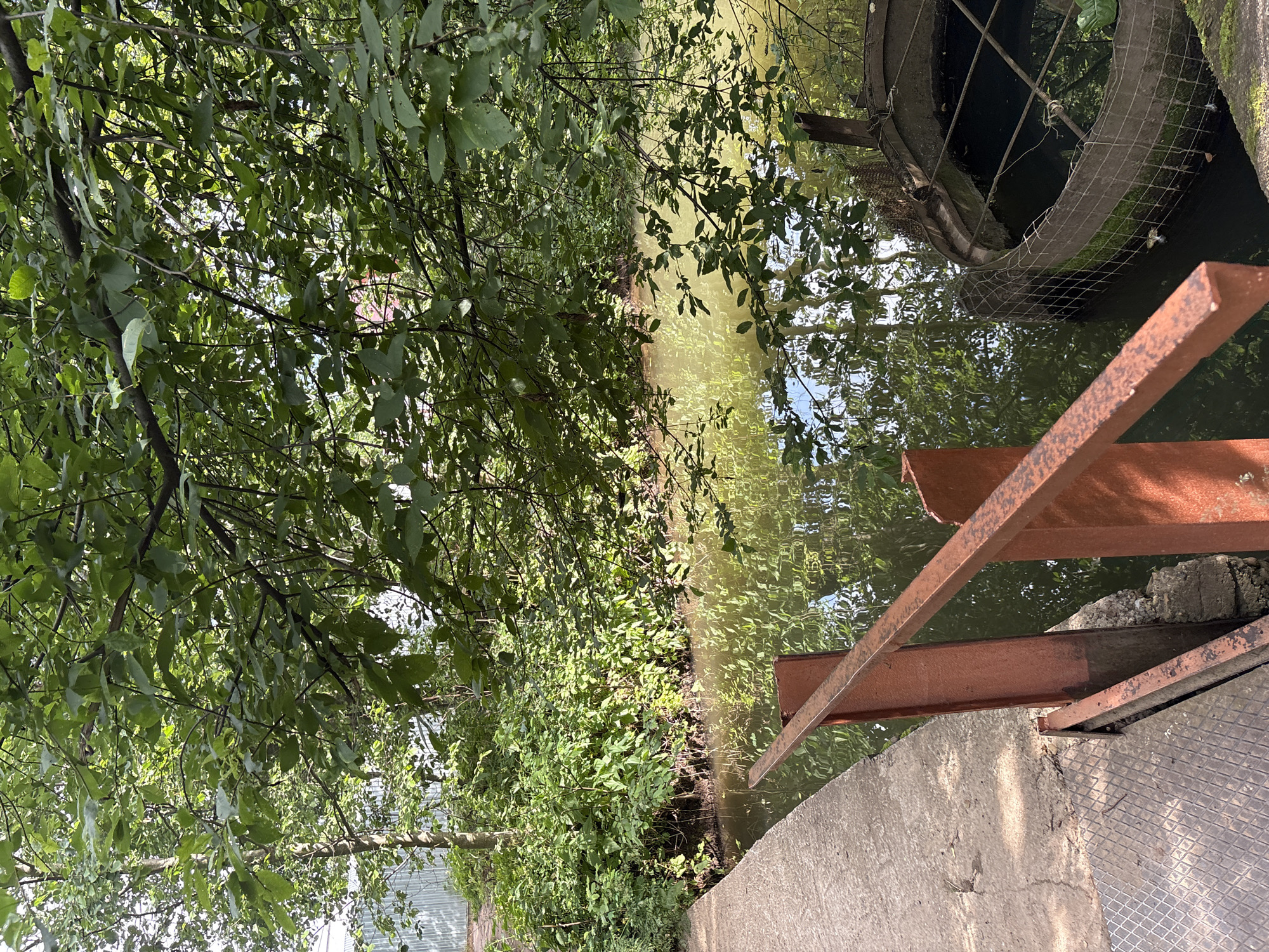 The image depicts a narrow waterway surrounded by lush green foliage. Sunlight filters through the dense leaves, creating dappled patterns on the water's surface. On the right side of the frame, a concrete embankment is visible, topped with rusty metal beams that appear to be part of a structure or railing. Further back, a large, dark, circular object, possibly a tire or pipe, is partially submerged in the water and covered with a wire mesh. The water itself is murky and reflects the surrounding greenery. The scene suggests an outdoor, natural setting, possibly a canal or a slow-moving stream. The lighting indicates it is daytime, with the sun casting bright reflections. No people or specific activities are evident, and the overall mood is one of natural serenity, perhaps with a touch of industrial decay due to the rusty metal and discarded tire. The provided location context of Chaikovsky, Russia, places this scene within an urban or semi-urban natural environment.