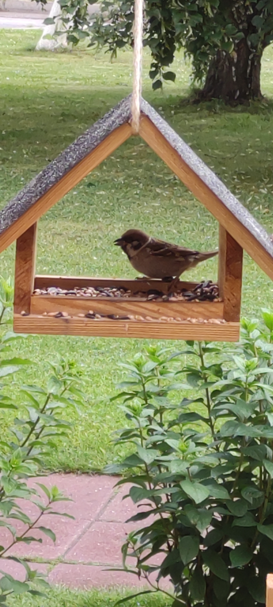 A small, brown sparrow stands on a wooden bird feeder filled with seeds. The bird feeder is suspended by a jute rope from a tree branch and has a grey, textured roof. The background consists of a lush green lawn, a large tree trunk, and some leafy plants. The scene appears to be in a backyard in Rosinka, Russia, likely during daylight hours. There are no other living beings or human activity evident in the image.
