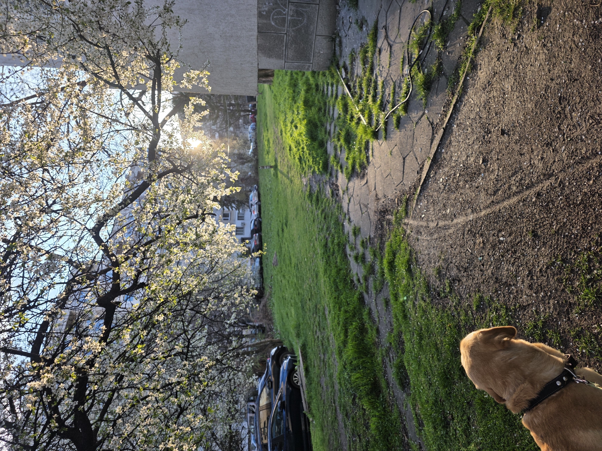The image shows a sunny outdoor scene in Sofia, Bulgaria. A dog with a black collar stands on a dirt path next to a grassy area. The grassy area is bordered by a sidewalk made of hexagonal paving stones and a building. A tree with white blossoms is prominent in the background. Parked cars are visible on the side of the street. The sun is shining through the tree branches, creating a bright light.