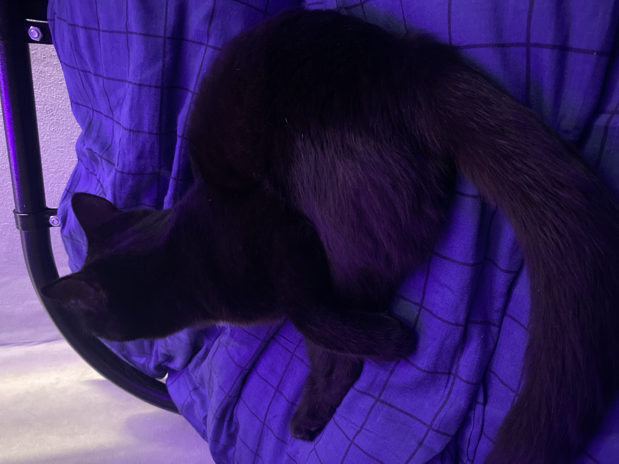 A black cat is curled up on a blue plaid fabric on what appears to be a chair. The room is illuminated with a blue or purple light. There is a black chair frame visible in the left of the image, and a white wall is visible below the seat. There is no information provided that places the scene in Izhevsk, Russia.