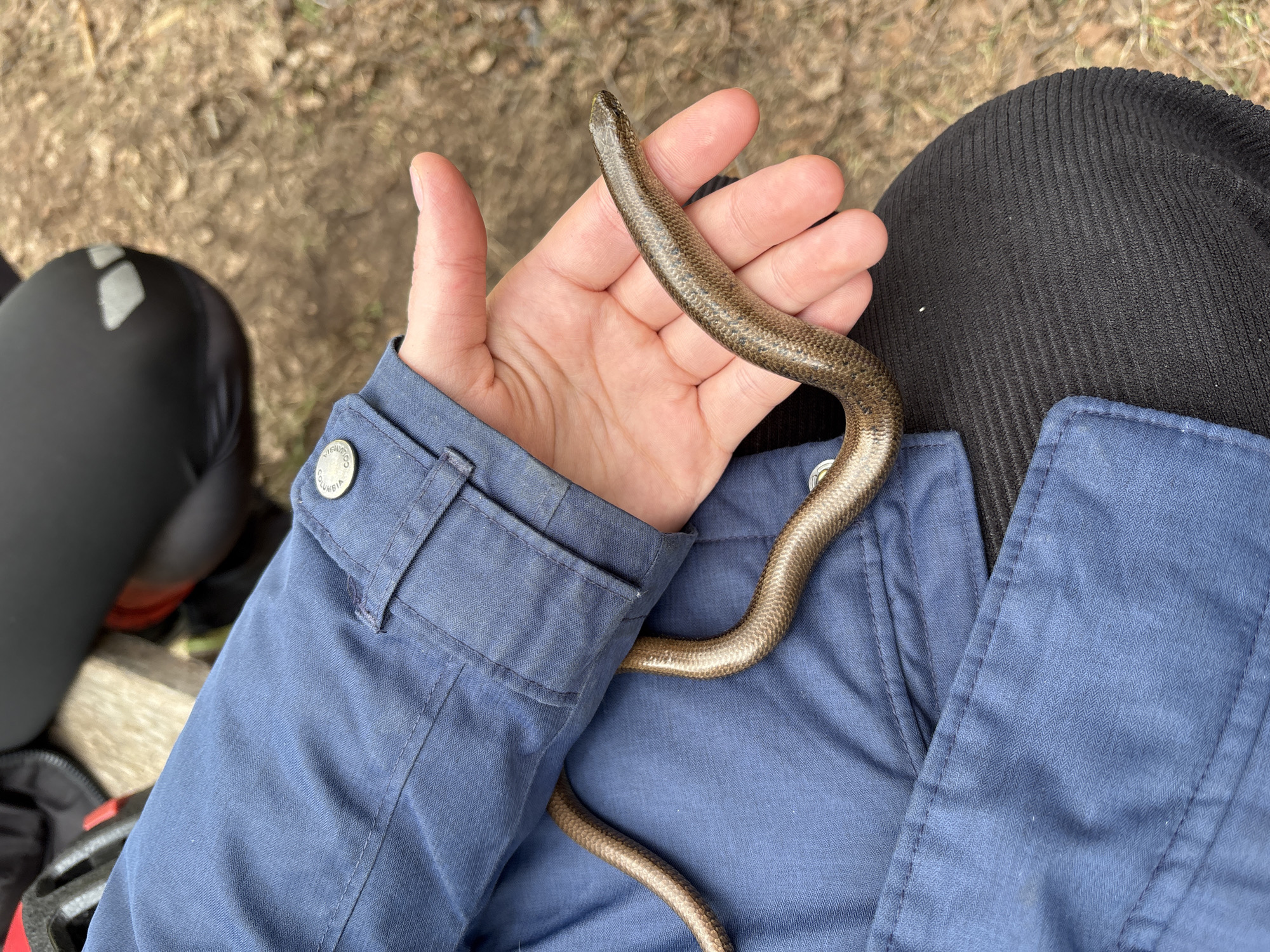 A close-up shot from an elevated perspective shows a person holding a slow worm (Anguis fragilis) in their hand. The worm rests partially on the person's palm and extends down their blue jacket. The person is wearing black pants. In the background, there is a blurred view of a wooden bench and other dark objects, possibly associated with outdoor activities. The location is not explicitly identifiable as Lesnoye, Russia, based on the visual information alone.