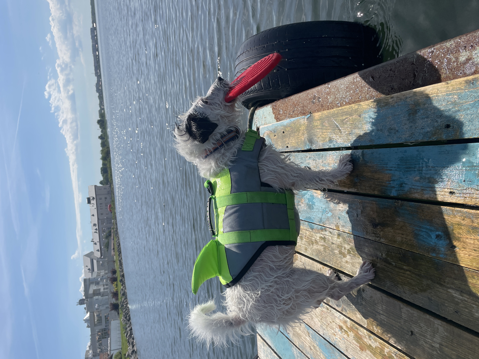 A scruffy, white dog wearing a green shark-fin life vest stands on a wooden dock. The dog has a red frisbee in its mouth, and its fur is wet. The dock is weathered and appears to be made of planks of varying colors, with some blue paint visible. To the right of the dog, a large black tire is partially submerged in the water, serving as a bumper for the dock. In the background, a body of water stretches out towards a shoreline lined with buildings. The sky is blue with scattered white clouds. The scene is outdoors, likely on a sunny day.