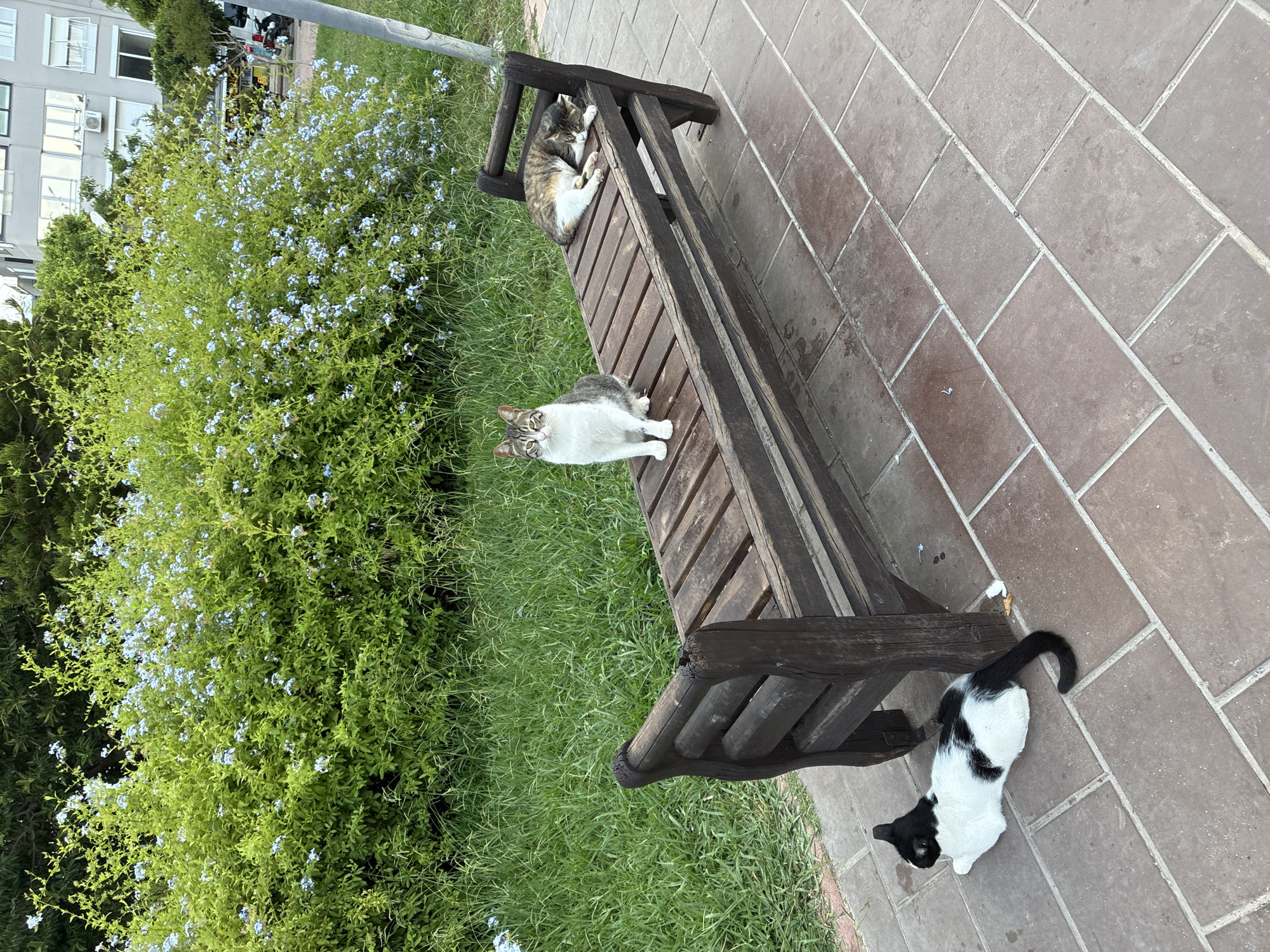 Three cats are present on a wooden park bench and the ground in Alanya, Turkey. A white and grey tabby cat sits upright on the bench, facing forward. To its right, a calico cat is lying down on the bench, sleeping. On the ground in front of the bench, a black and white cat is lying down, facing away from the camera. The bench is situated on a paved walkway in front of a grassy area with a flowering bush. In the background, a multi-story building is visible.