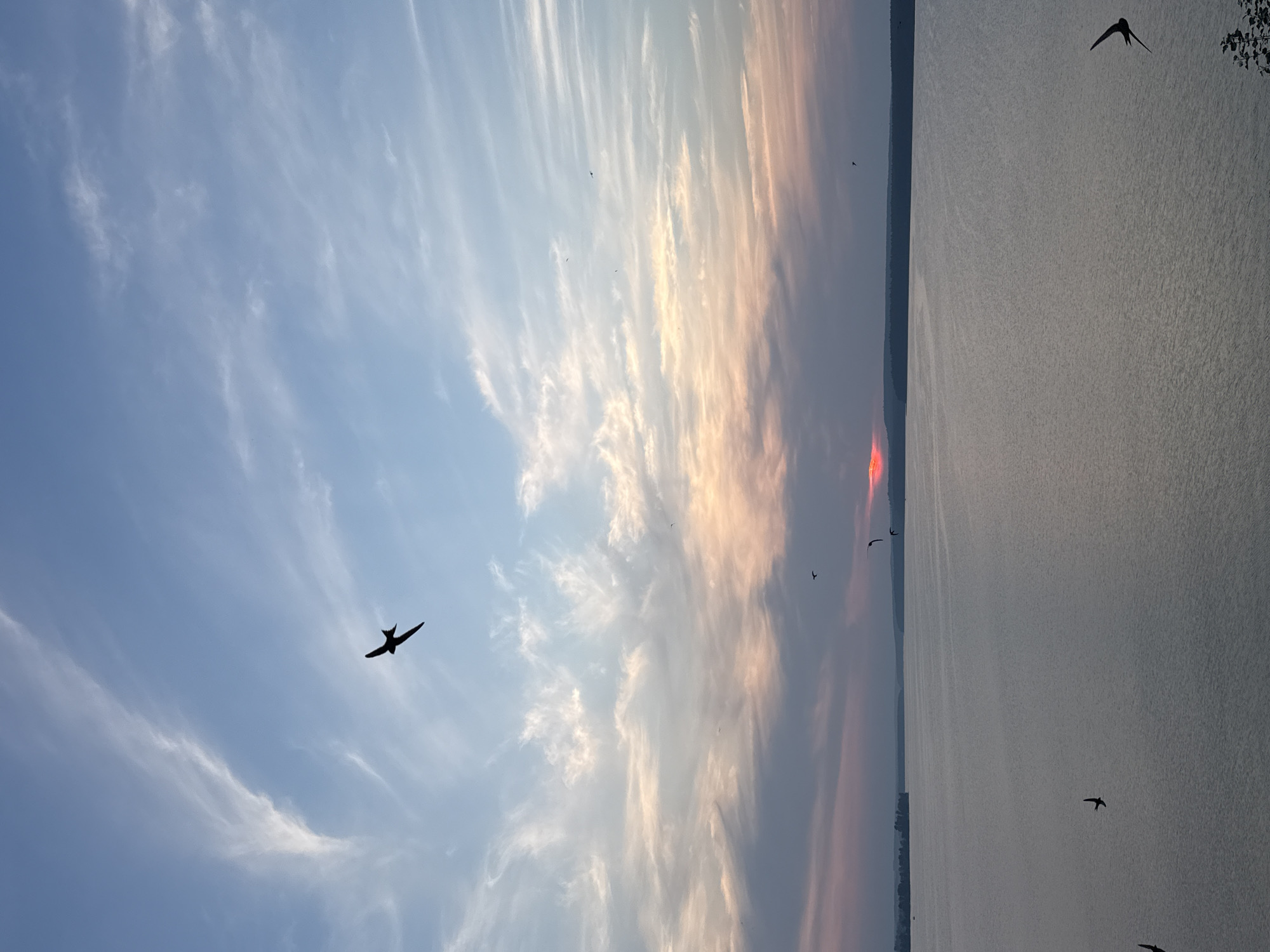 The image shows a wide, calm body of water, likely a river or lake, at sunset. The sky is a gradient of blues and pinks, with wispy clouds. Several birds are in flight, silhouetted against the sky and the water. The sun is a bright red orb on the horizon, partially obscured by clouds, casting a warm glow. The far bank of the water is lined with a dark, forested silhouette of trees. The overall scene evokes a sense of tranquility and natural beauty, typical of a sunset over a waterway. The location in Votkinsk, Russia, suggests this could be the Kama River or the Votkinsk Reservoir.