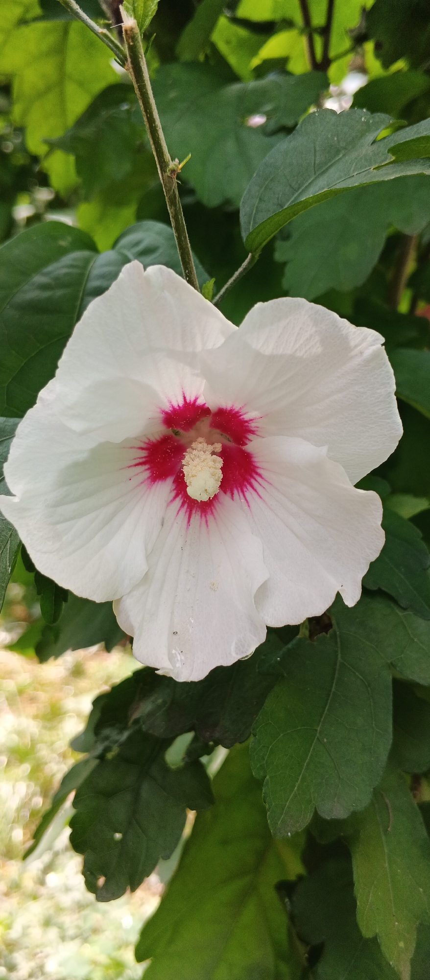 A close-up, vertical, outdoor, eye-level shot showcases a single, fully bloomed white hibiscus flower with a bright pinkish-red center and a prominent yellow stamen. The flower is set against a backdrop of blurred green foliage and hints of dappled sunlight. The image was captured in Kyiv, Ukraine. The subject is the flower itself, and the environment is a garden or park setting. There are no people or discernible actions taking place. The focus is on the delicate details of the flower's petals and its vibrant center.