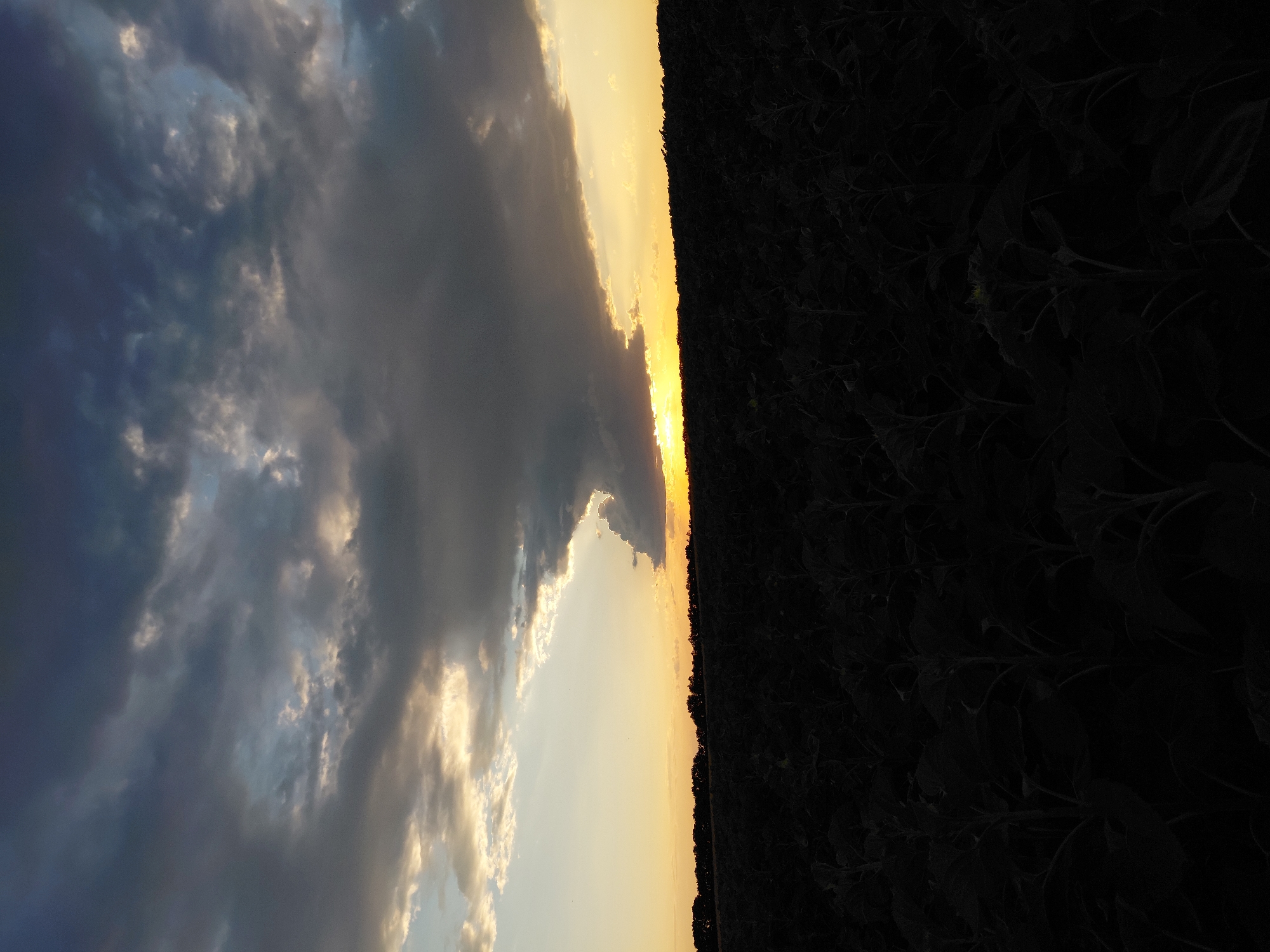 A low-angle, full shot shows a dark field of sunflowers at dusk. The sky is filled with dramatic clouds in shades of gray, white, and dark blue, with a band of yellow sunlight peeking through the horizon. The sun is setting behind the field of sunflowers, casting a warm glow on the clouds and the sky. The field itself is a deep, dark silhouette, with the tall stalks of the sunflowers creating a textured pattern against the colorful sky. The image is taken from the perspective of someone standing in the field, looking out towards the horizon.