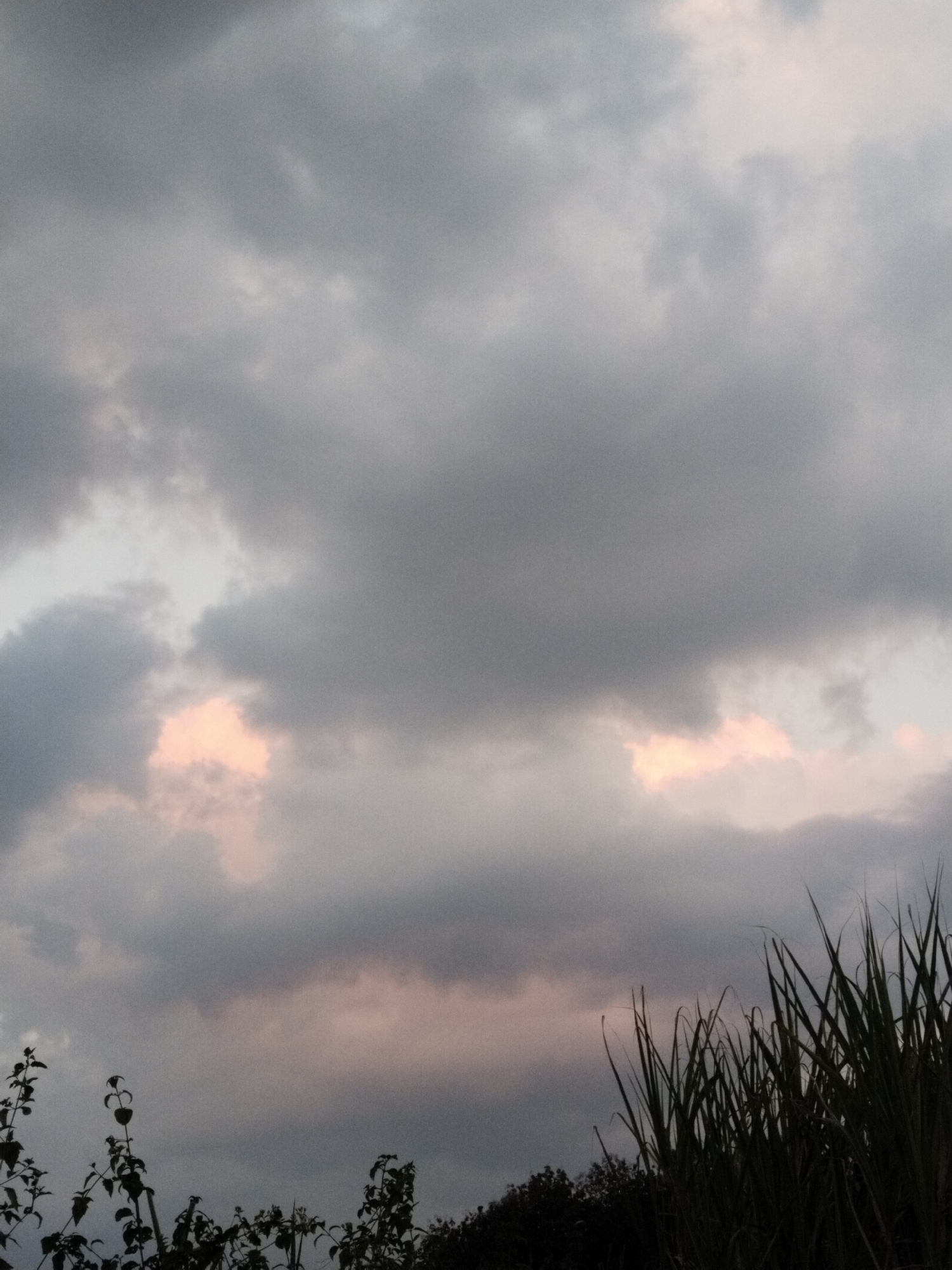 A cloudy sky is depicted with hints of pink and orange light peeking through. Silhouetted vegetation, including tall grass and leafy plants, forms a border along the bottom of the frame. The image appears to be a landscape photograph taken outdoors.