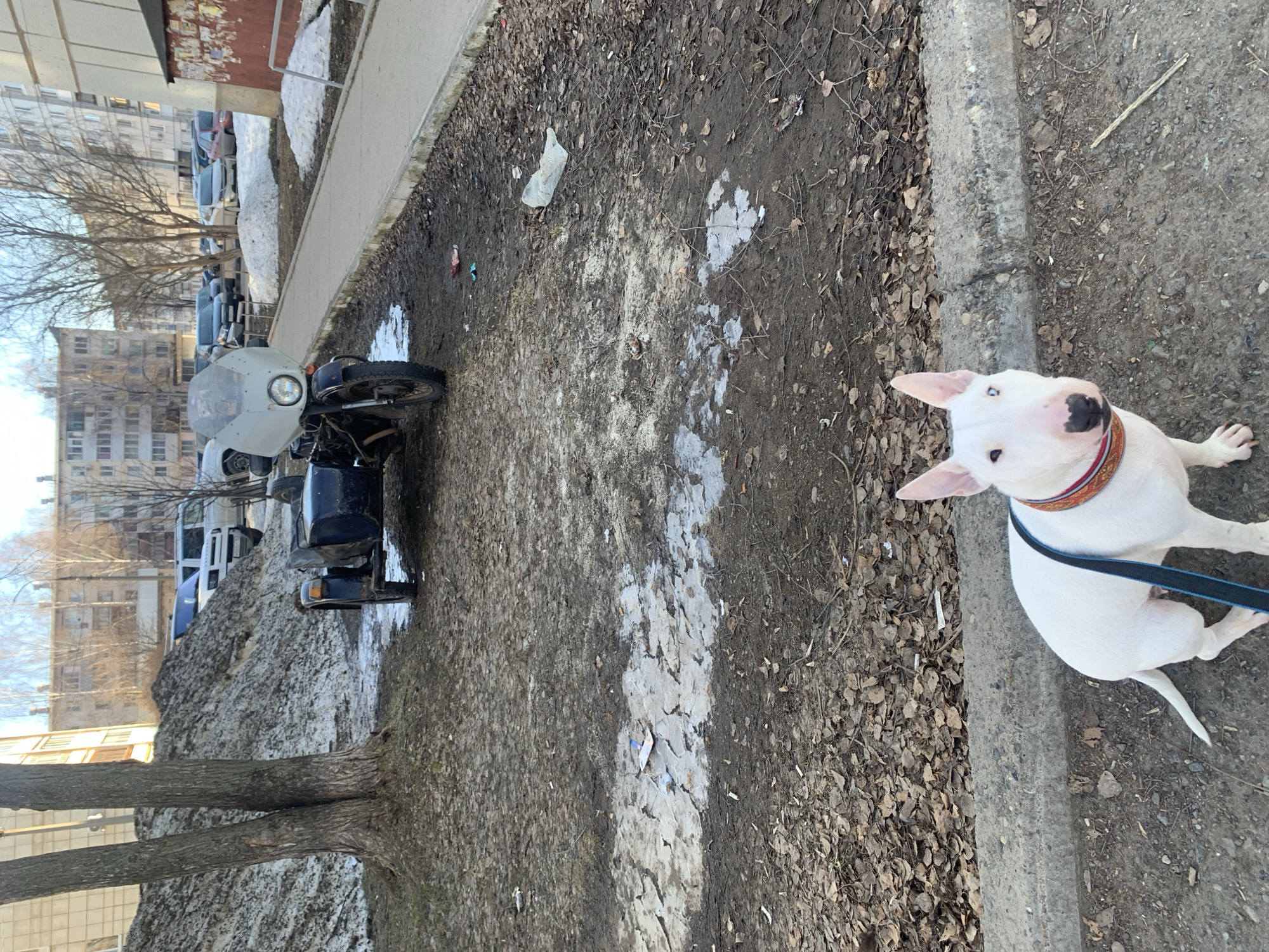 A white bull terrier dog stands on a concrete curb next to a muddy, leaf-strewn ground in what appears to be Chaikovsky, Russia. The dog has a brown and red collar and a blue leash. In the background, a gray motorcycle with a sidecar is parked on the side of a street adjacent to a pile of snow and a tree trunk. Behind the motorcycle are parked cars and tall apartment buildings, typical of urban Russia. A plastic bag is visible on the ground near the motorcycle. The photograph appears to have been taken on a partly sunny day.
