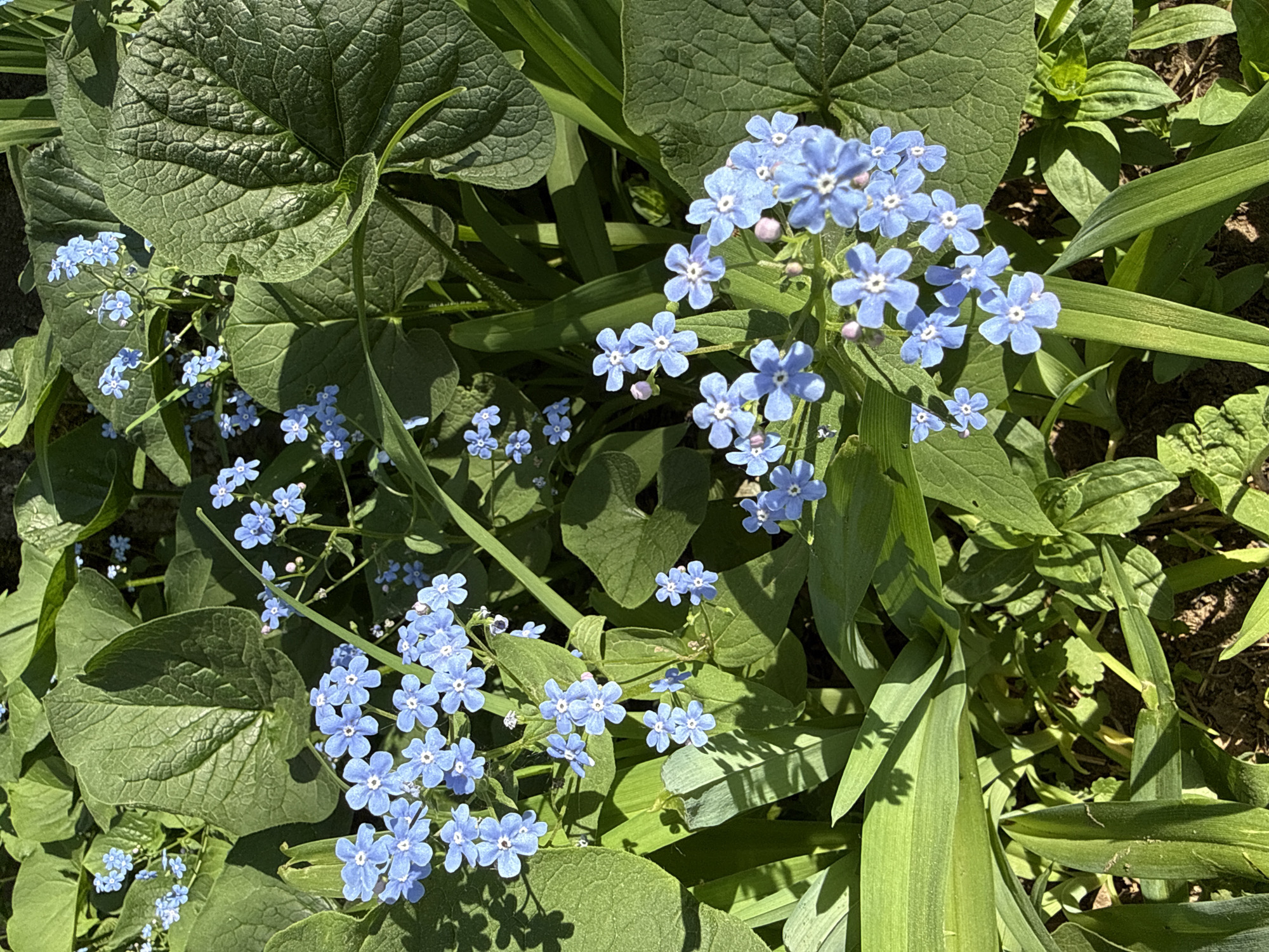 The image shows a patch of forget-me-not flowers (Myosotis) interspersed with various green foliage. The flowers are small, light blue, and grouped in clusters. The leaves are broad, textured, and dark green, casting shadows on the surrounding area. The presence of broadleaf plantain (Plantago major) is also clear. The location is speculated to be in Votkinsk, Russia, although there is no concrete evidence in the image to confirm this. The scene appears to be a close-up view of a garden or naturalized area. No people or animals are visible.