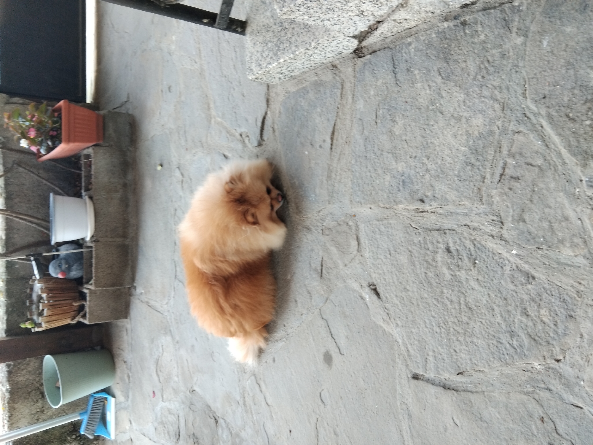 A Pomeranian dog with orange-brown fur lies on a stone patio, its head lowered and facing downwards. Behind the dog, a green trash bin and a blue dustpan and brush are visible. Further back, a wooden planter holds a decorative bird figurine and a small green plant. Next to the planter, a white pot sits on a concrete base, and to its right, an orange planter contains pink flowers. A dark metal structure is partially visible on the right side of the frame. The scene appears to be an outdoor area, possibly a backyard or patio.