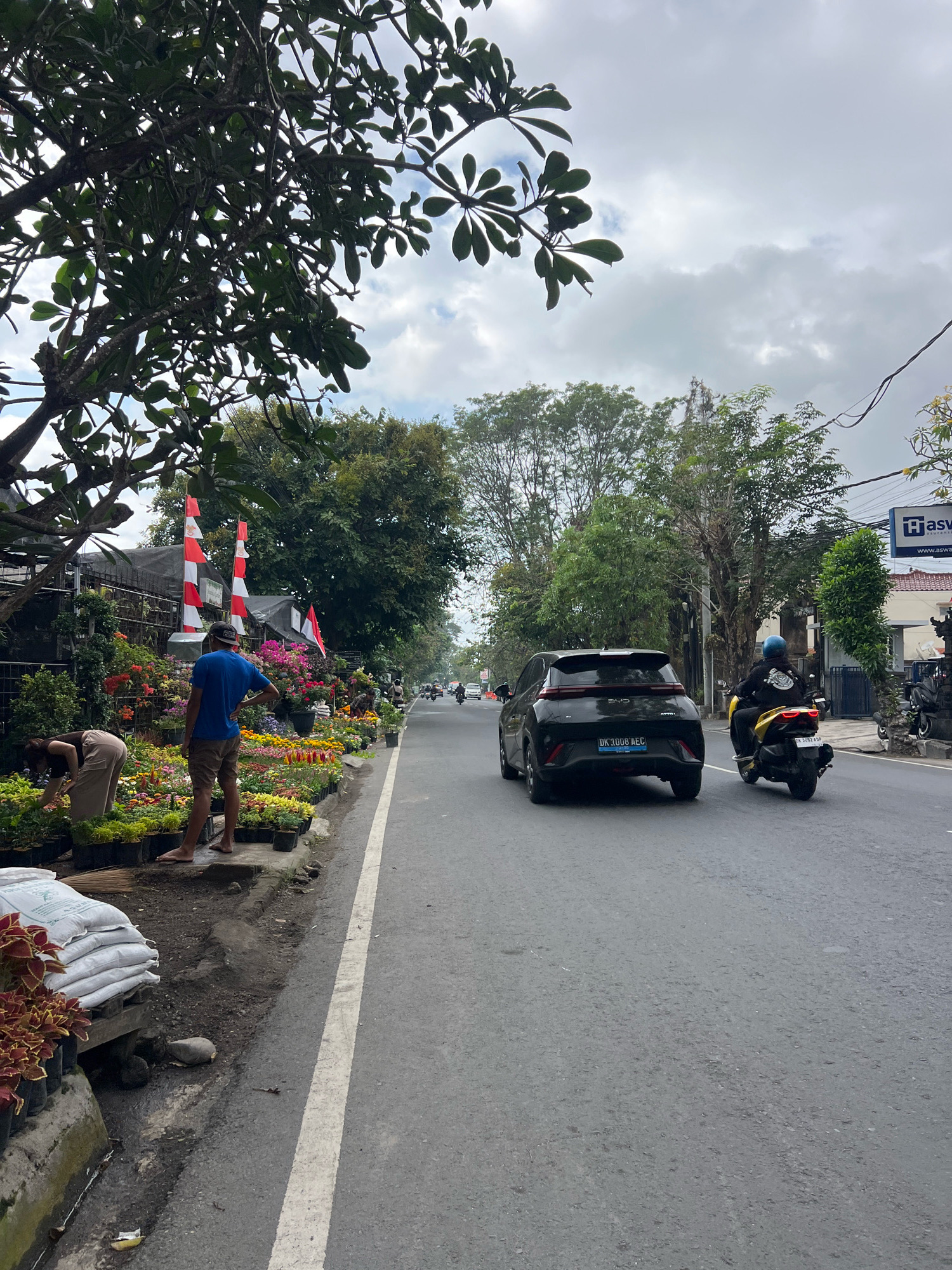 A street scene in Denpasar, Indonesia, shows a roadside flower stall with numerous potted plants and two individuals tending to them. A woman wearing a brown top and beige pants is bending over, appearing to work with the plants. A man in a blue t-shirt and brown shorts stands nearby, facing away from the camera. Indonesian flags, red and white, are displayed on poles behind the stall.
The street itself is asphalt with a white line marking the lane. A black car is driving away from the camera in the right lane, and a person on a yellow motorcycle, wearing a blue helmet and black jacket, is also traveling in the same direction. The background features lush green trees and buildings, suggesting a tropical environment. The sky is overcast with clouds.
The license plate of the car reads "DK 1008 AEC". The license plate of the motorcycle is partially obscured but appears to be "GX 3087 AB". A sign for "Asva" is visible on a building in the background. Bags of soil or fertilizer are stacked on the left side of the image, in front of the flower stall. The overall scene depicts a typical street view with local commerce and traffic in Denpasar.