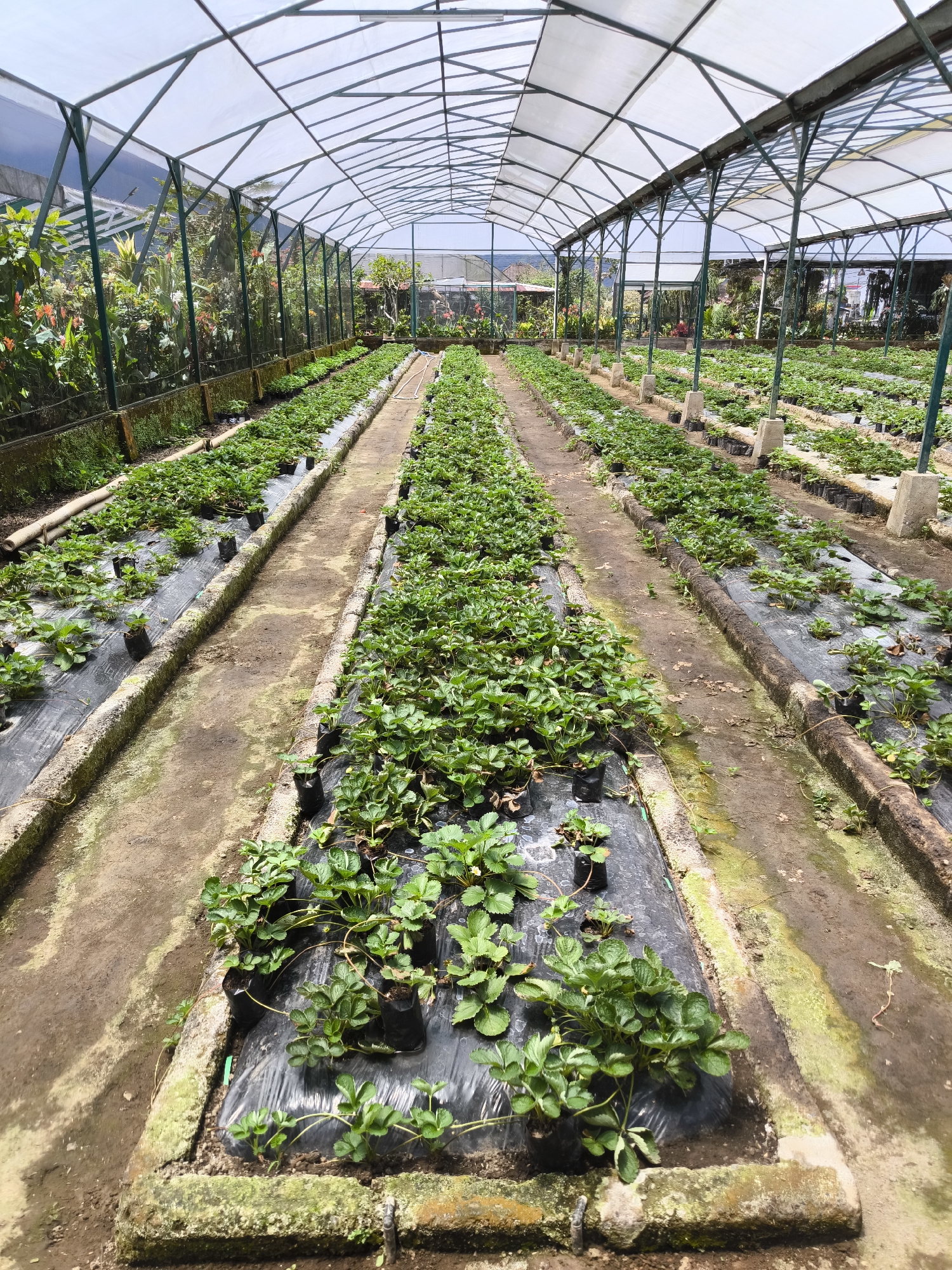 The image depicts a strawberry farm located in Candikuning, Indonesia. The farm is housed in a greenhouse structure with a translucent roof supported by a metal frame.
Inside the greenhouse, rows of strawberry plants are cultivated on raised beds covered in black plastic mulch. Small black plastic pots containing strawberry plants are visible. Irrigation systems run along the sides of the beds.
The ground between the rows is earthen and appears to be damp. Moss growth is visible on the concrete edges of the beds.
Outside the greenhouse, various plants and trees can be seen, indicating a lush, tropical environment. A figure is faintly visible in the background of the greenhouse.