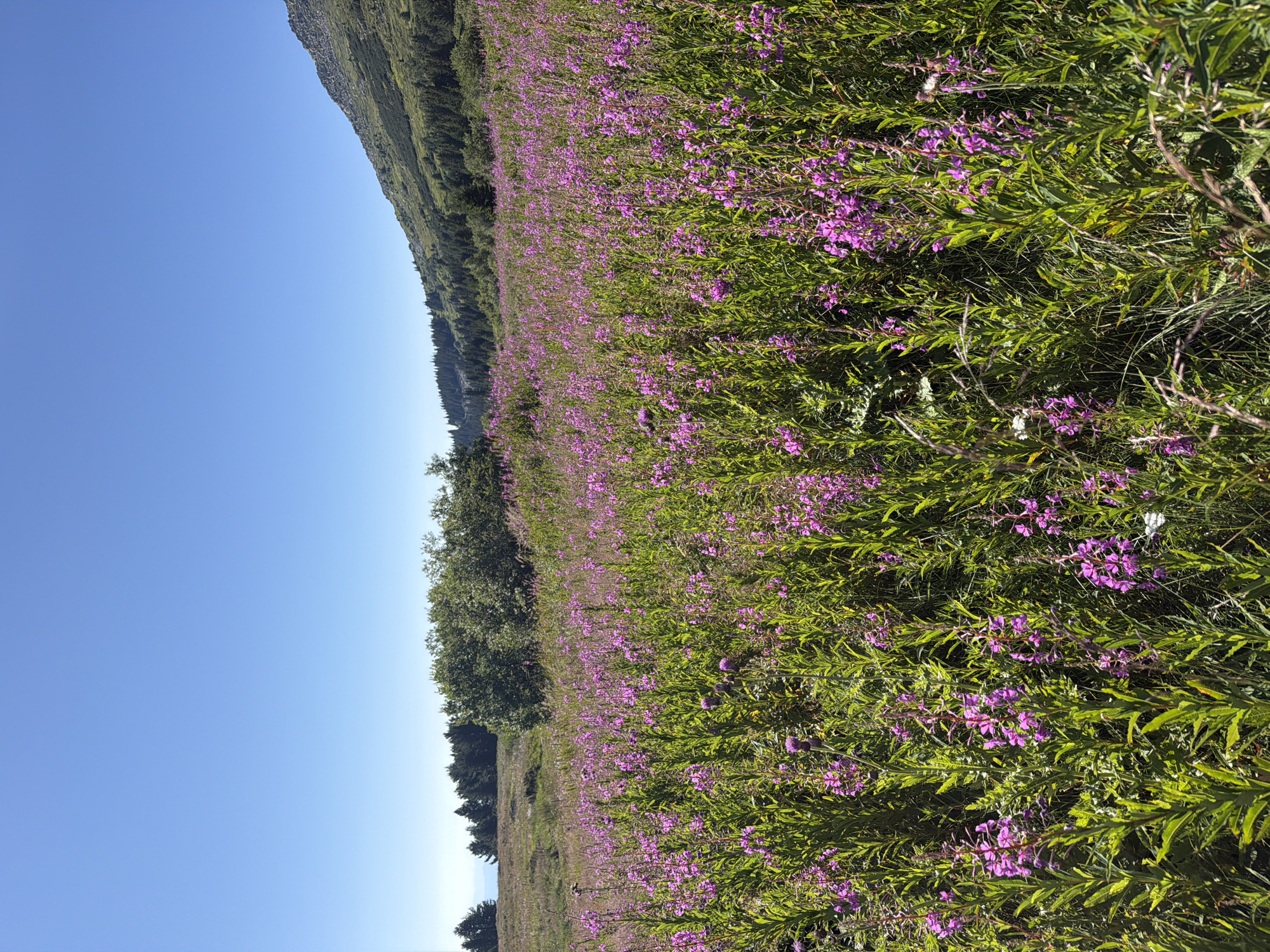 The image depicts a vibrant field of purple wildflowers, likely fireweed, stretching across a gentle slope. The foreground is dominated by these tall, slender plants with clusters of pinkish-purple flowers. Some of the flowers are in full bloom, while others are still developing. Interspersed among the wildflowers are various green grasses and other smaller plants. In the midground, a line of dense green trees forms a backdrop, with a more sparse scattering of trees on a distant hill. The background features a prominent mountain slope covered in a mix of dark green coniferous trees and lighter green vegetation. The sky above is a clear, brilliant blue, suggesting a sunny day. This scene is located in the vicinity of Bistritsa, Bulgaria, a region known for its natural beauty and mountainous terrain.