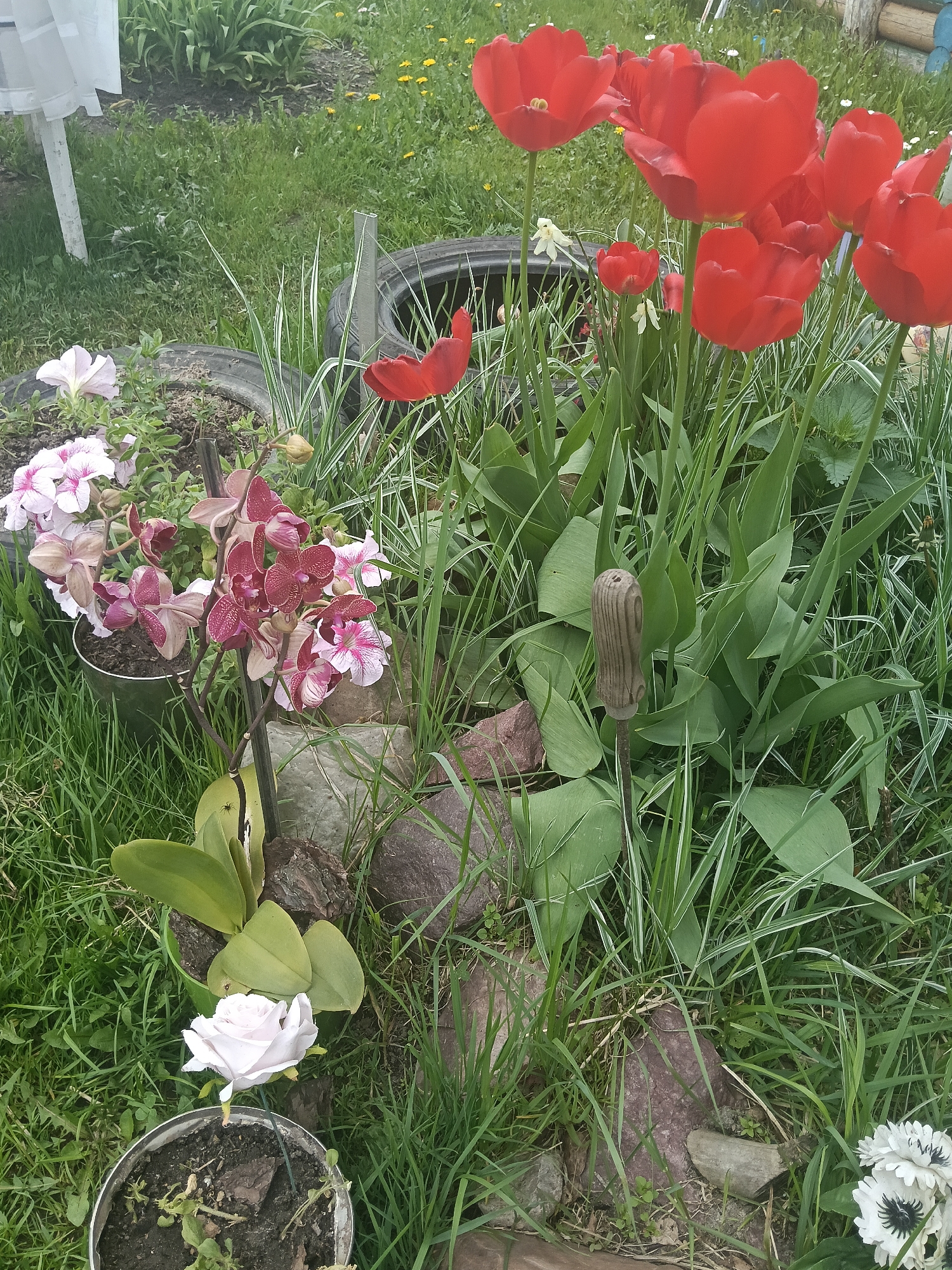 The image depicts a garden scene in Красный Маяк, Russia. In the foreground, there are several potted plants including a rose, an orchid, and pink and white flowers. Behind them is a tire used as a planter, also filled with flowers. Red tulips are growing in a cluster, and a gardening tool is stuck in the ground amongst the tulip leaves. Rocks are scattered around the base of the tulips and other plants. The ground is covered in green grass and there are dandelions visible in the background. A white table leg is visible in the upper left corner.
