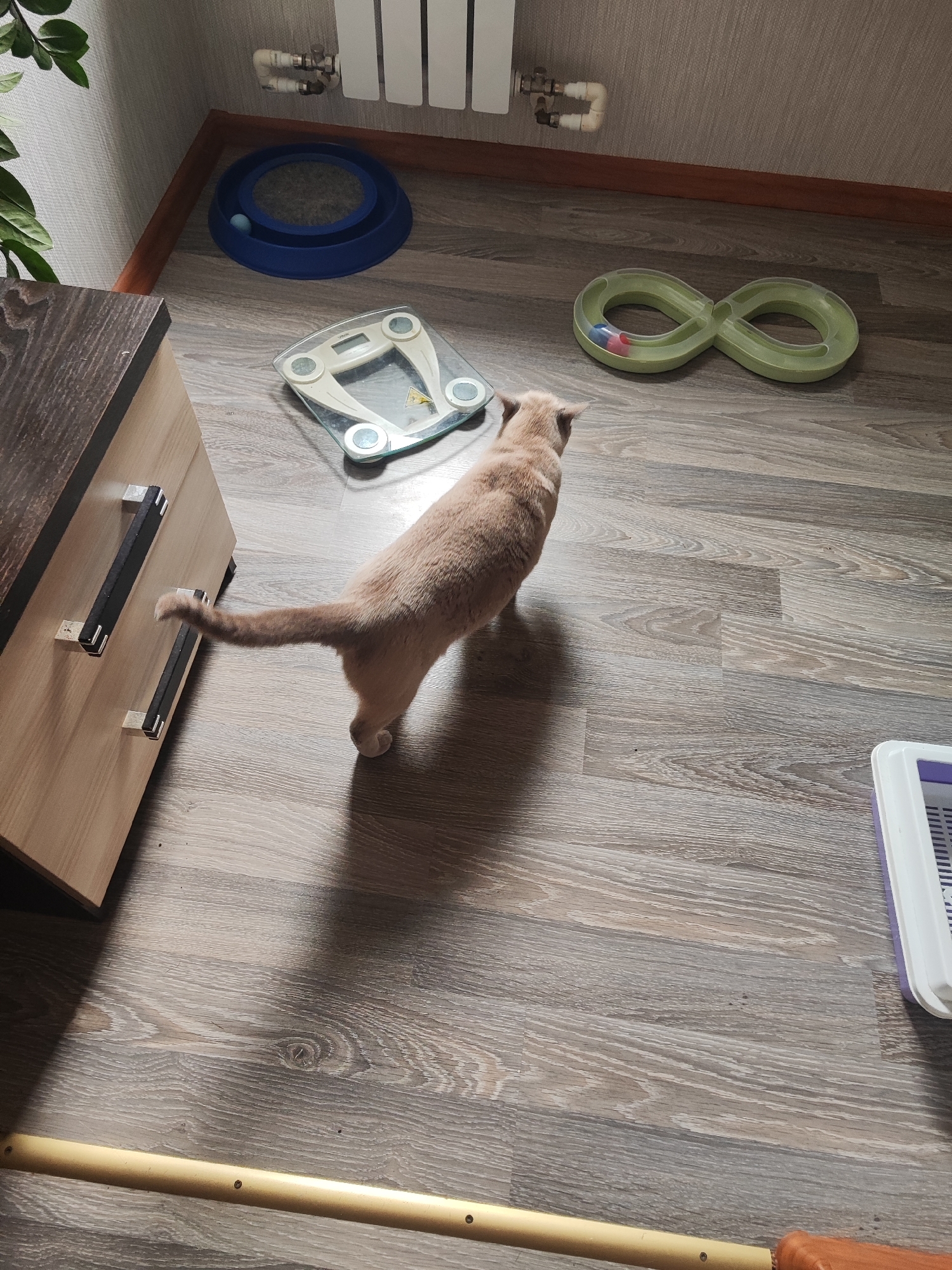 A light brown domestic cat with short fur is standing on a grey wooden floor, facing away from the camera. The cat is in a room with a wooden dresser to its left. In the background, there is a white radiator on the wall. On the floor, there are several cat toys: a blue circular scratching pad with a ball inside, a green figure-eight shaped track with two small balls, and a white and purple litter box. The scene appears to be an indoor domestic environment. There is no information available to indicate the location in the city of Gvardeysk, Russia.