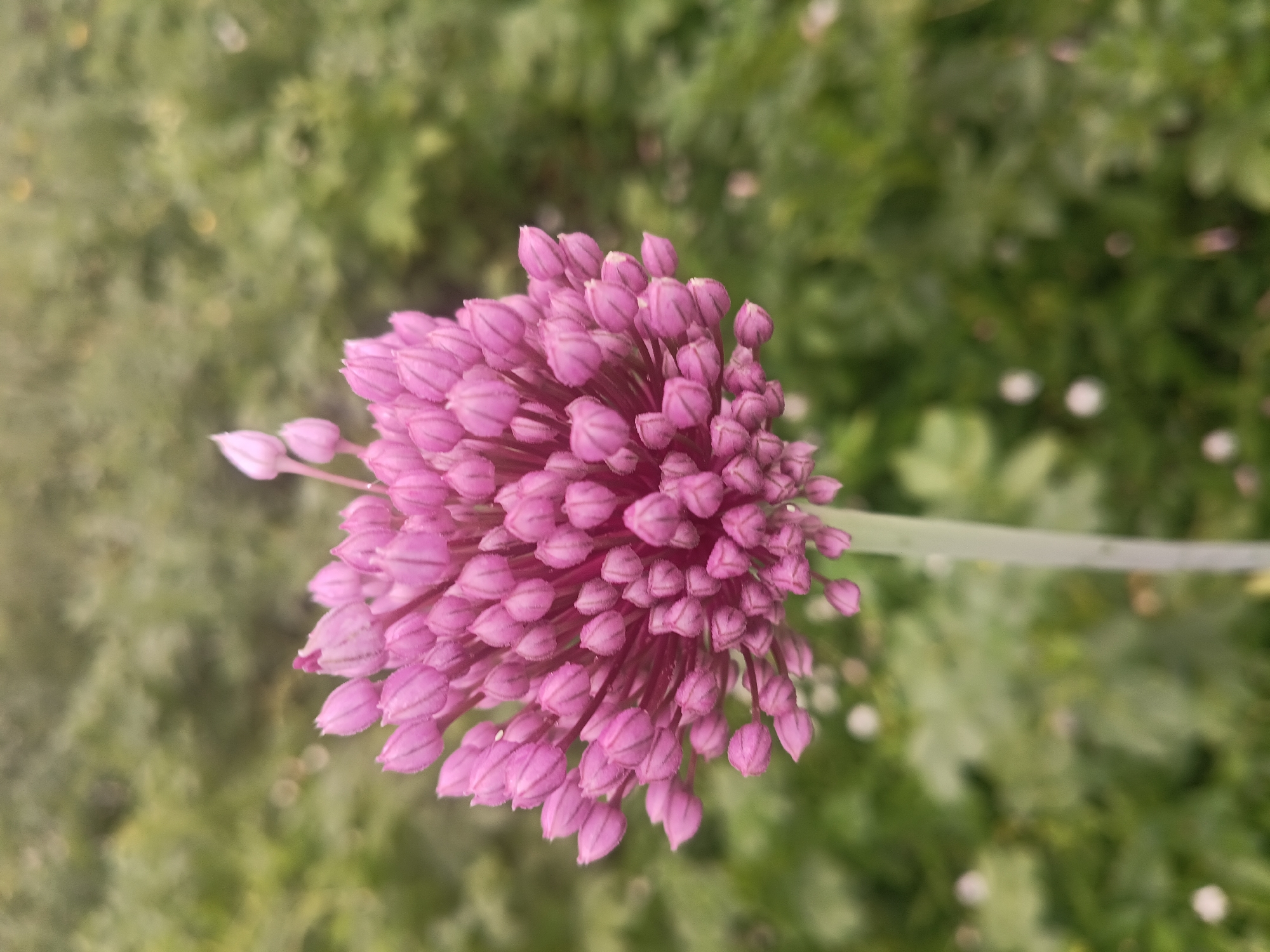 A close-up, vertical shot focuses on a pink, spherical flower head composed of numerous small, pointed buds. The flower is positioned on the right side of the frame, with its stem extending downwards and out of view. The background consists of a soft-focus green blur, suggesting foliage and possibly other plants. The lighting appears natural and diffused, creating a gentle atmosphere. The image does not contain any people or specific identifiable landmarks of Litynia, Ukraine.