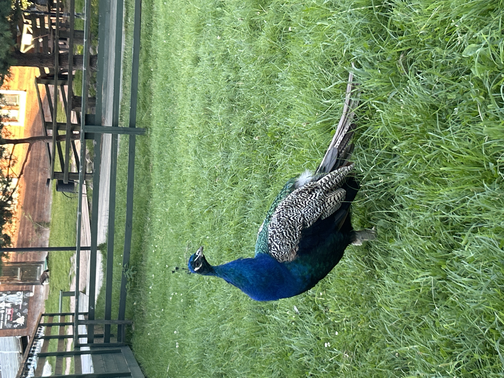 In Romashkovo, Russia, a peacock stands on a grassy area with a wooden fence and a building in the background. The peacock is facing left, with its head turned to look towards the left. Its body is predominantly blue and green, with black and white patterned feathers on its wings. The environment is characterized by lush green grass, suggesting an outdoor, possibly rural or park-like setting. The wooden fence appears to be green, with horizontal planks and vertical posts. Behind the fence, a building with a wooden exterior and a window is visible, partially obscured by trees. The lighting suggests it is daytime, possibly late afternoon or early evening, given the warm tones on the building. There are no people or animals other than the peacock visible in the frame. The overall scene is peaceful and natural.